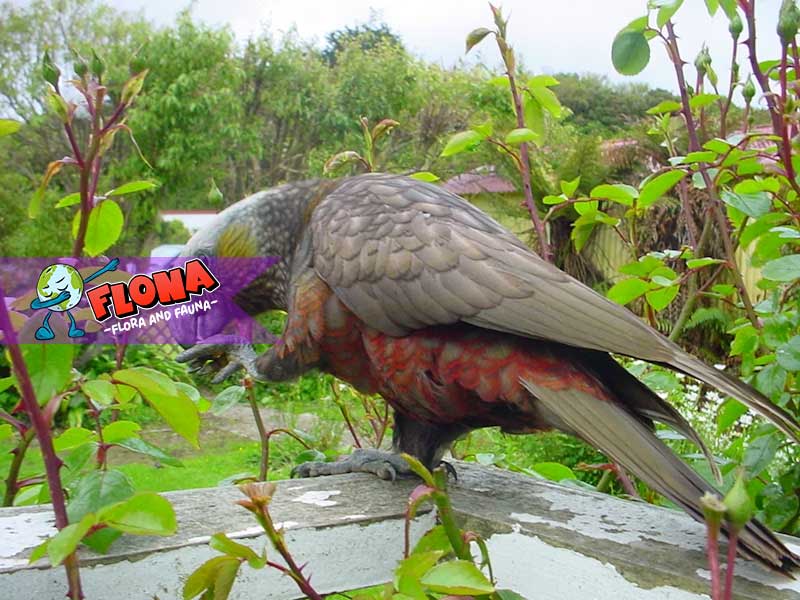 Burung South Island Kaka: Spesies Langka dengan Warna Menawan