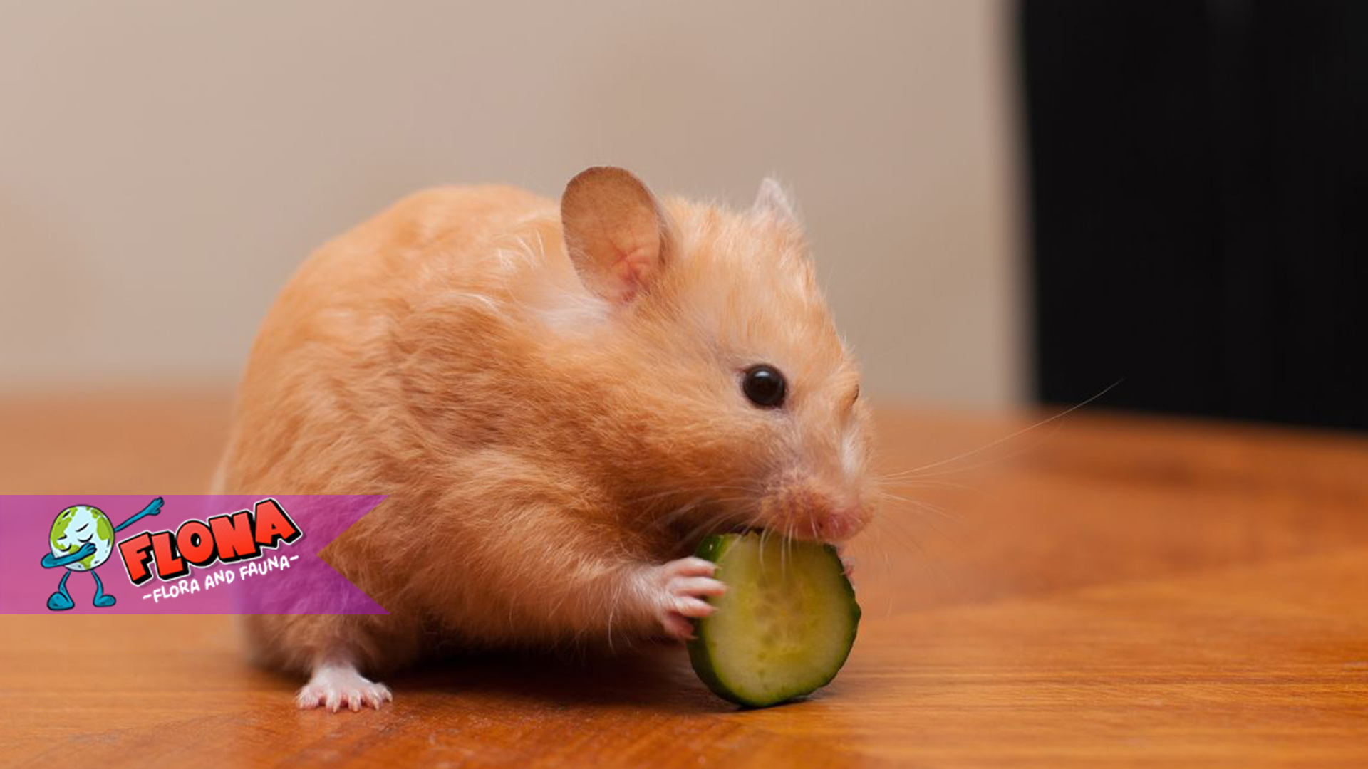 Hamster: Si Kecil Penuh Kejutan dan Rahasianya