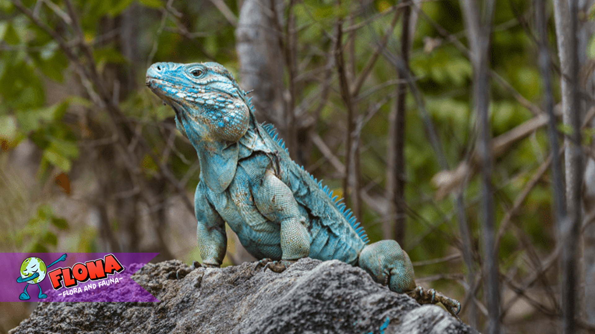 Iguana: Keunikan dan Karakteristik Reptil Ini