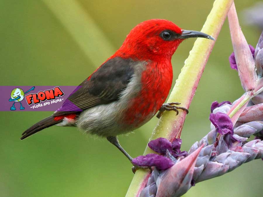 Burung Gunung Myzomela: Fakta Menarik tentang Spesies Langka Ini