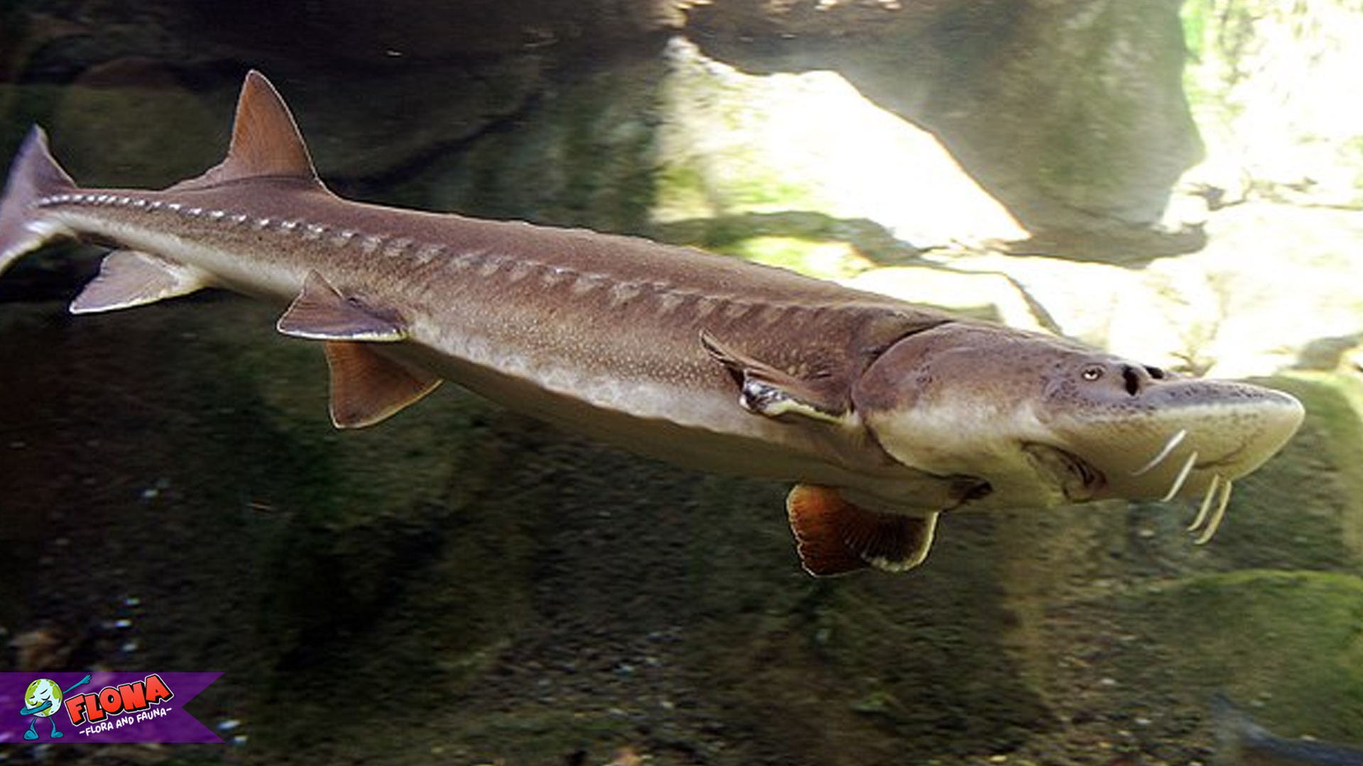 Ikan Setur: Keindahan dan Keunikan di Dunia Air