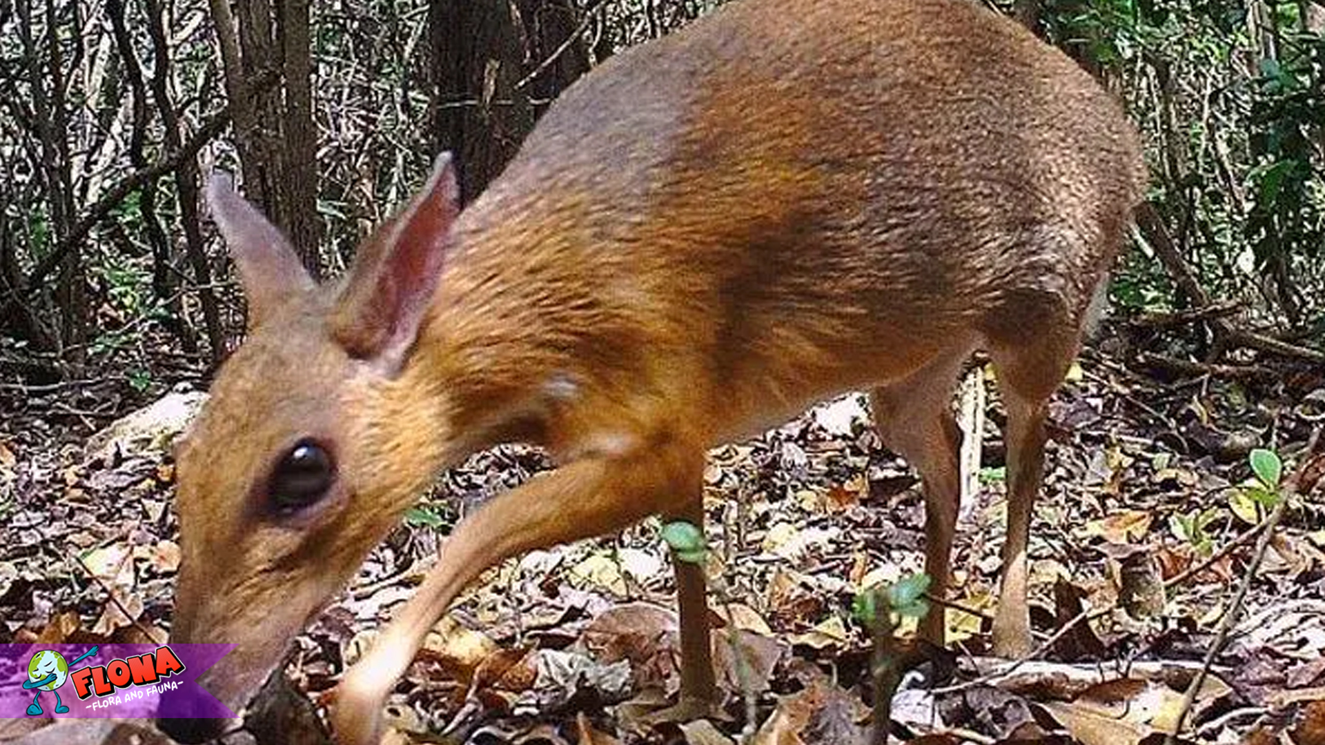 Keunikan Kancil: Hewan Berukuran Mini dengan Otak Brilian