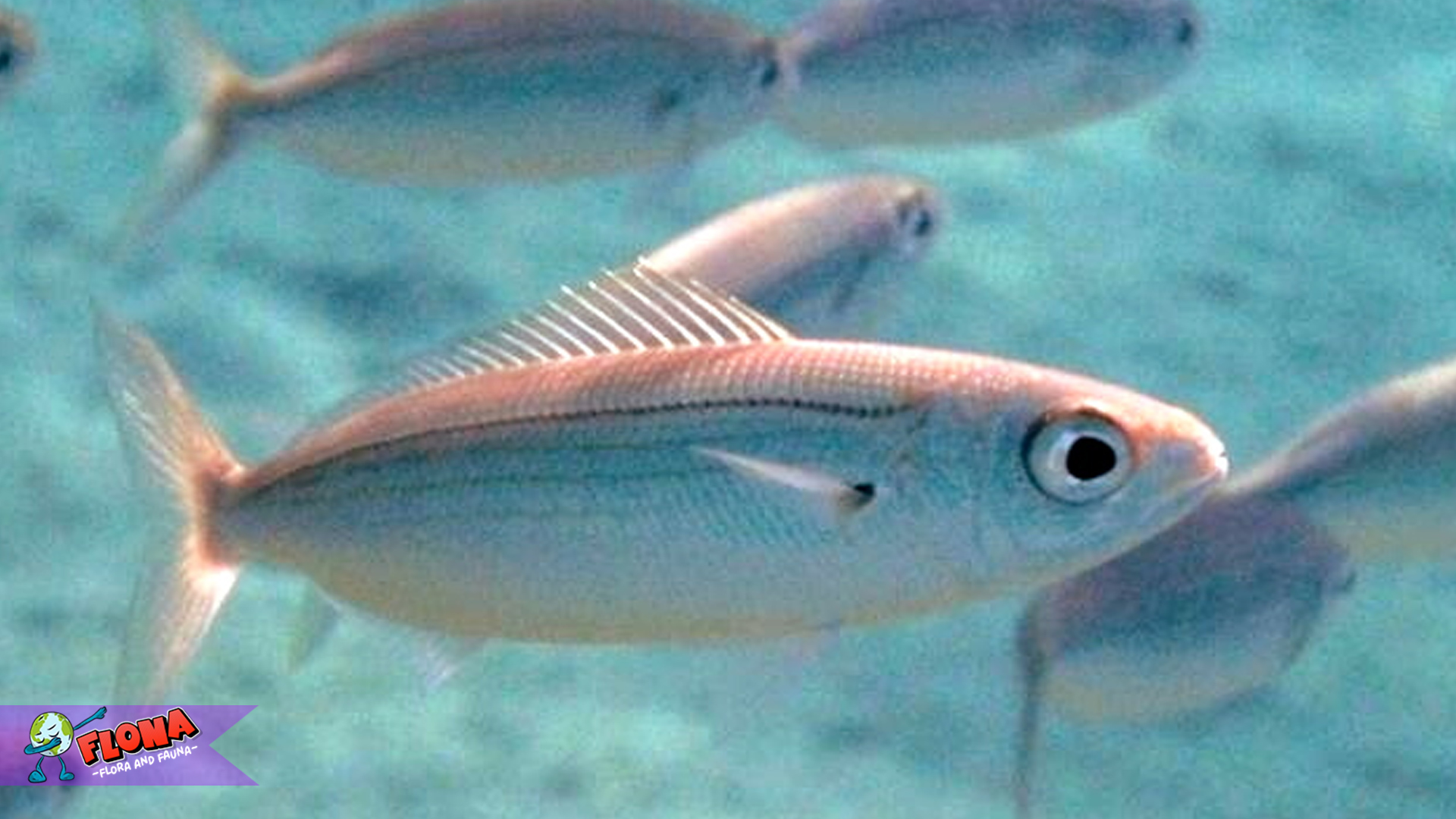 Ikan Boops: Keindahan dan Peranannya di Dunia Perikanan