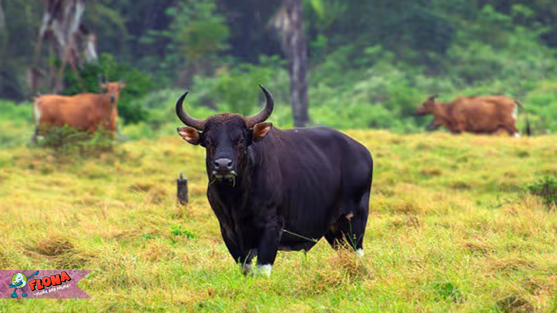 Keunikan Banteng: Hewan Tangguh yang Menjaga Ekosistem