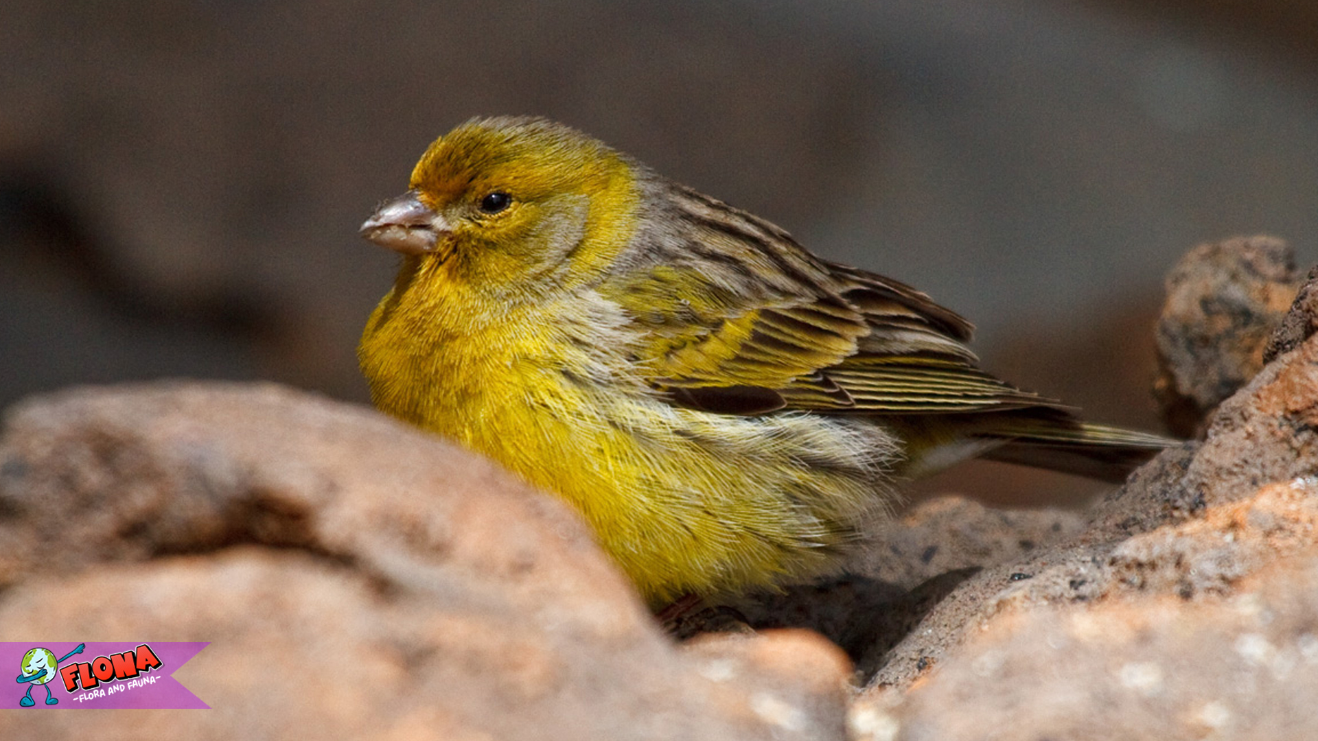 Menelusuri Kehidupan Burung Kenari Atlantik di Habitat Aslinya