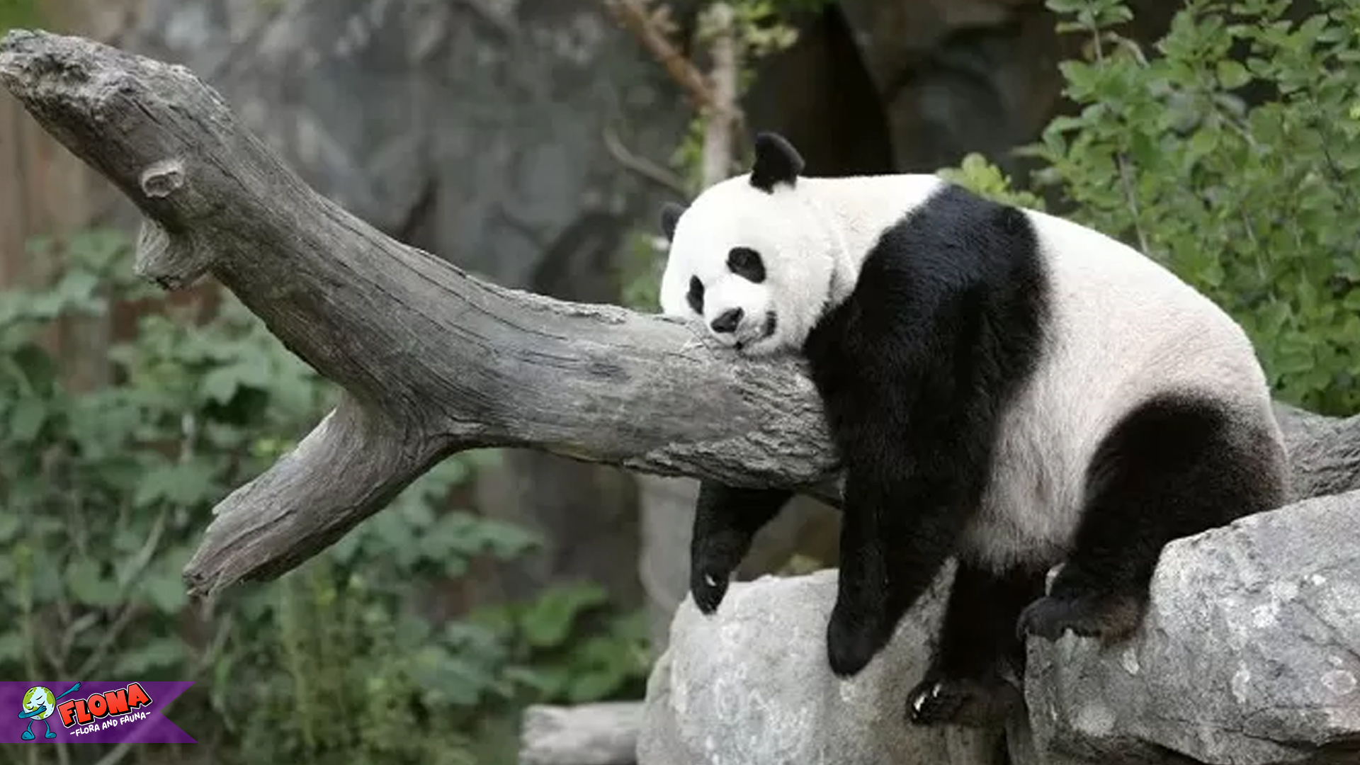 Hewan Panda: Perjuangan untuk Melestarikan Hewan Langka