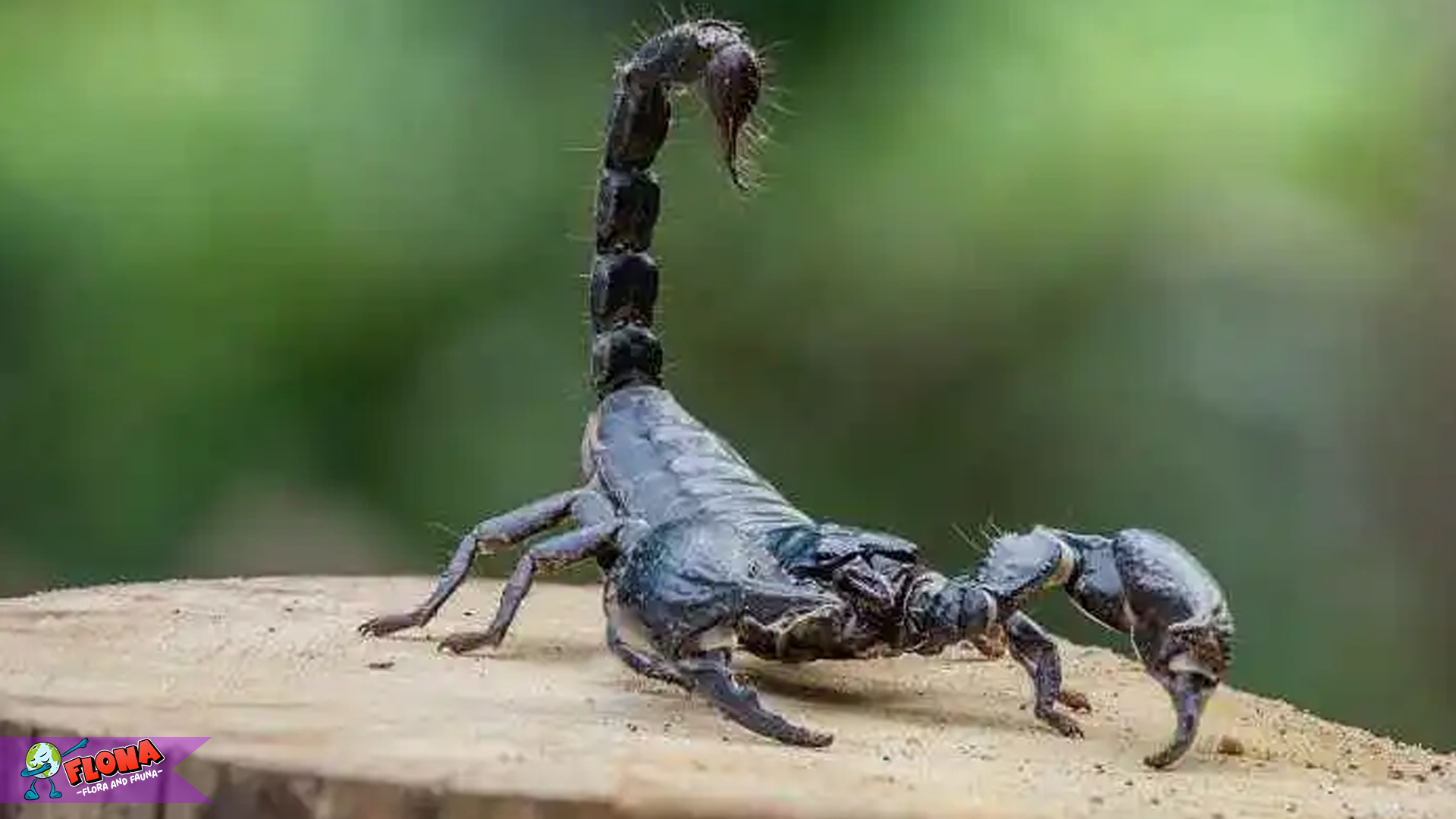 Mengungkap Keunikan Kalajengking: Predator yang Mematikan