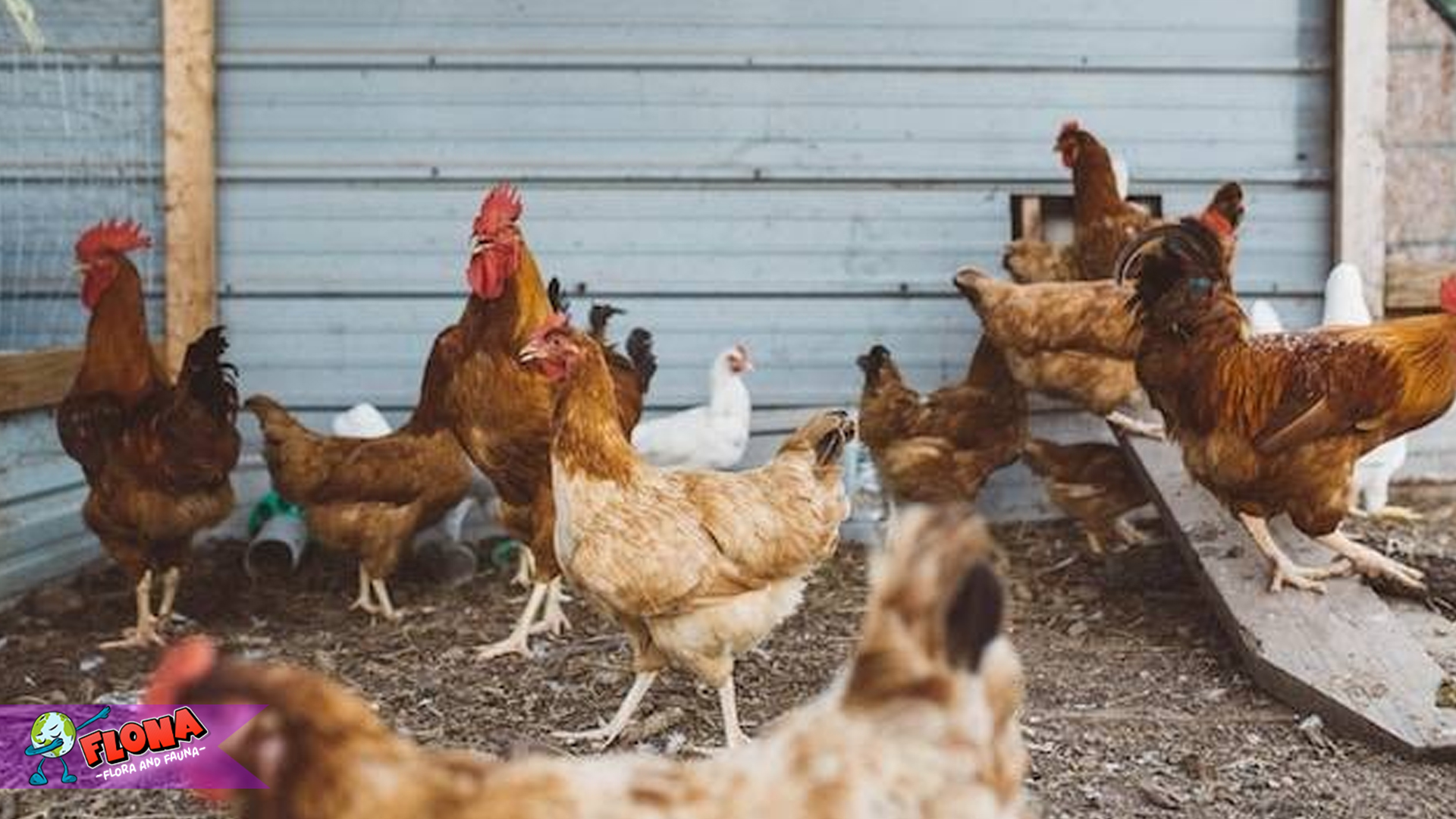 Mengenal Ayam Kedu: Si Hitam Eksotis Asal Temanggung