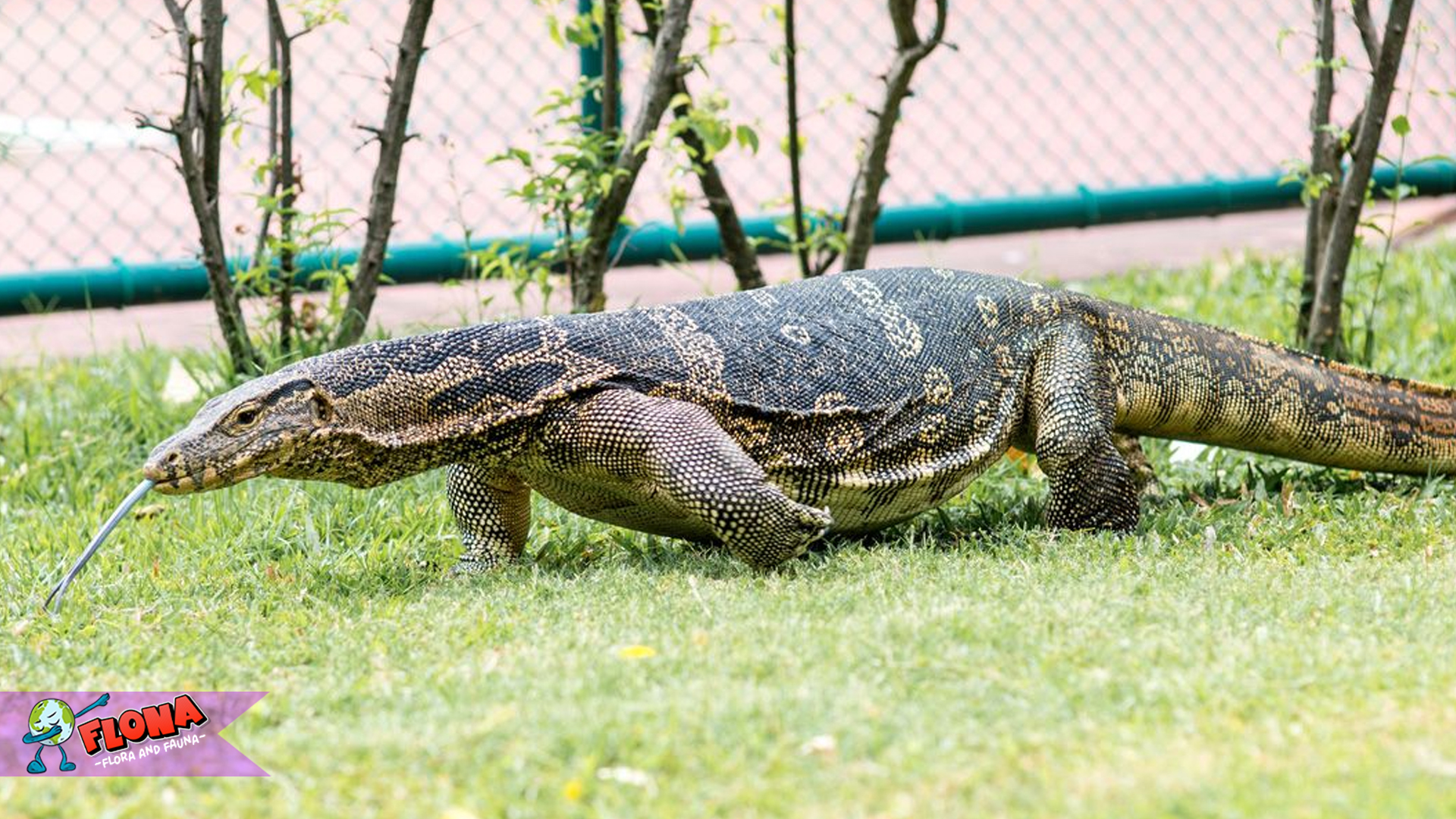Rahasia Biawak: Keahlian Berburu dan Bertahan Hidup