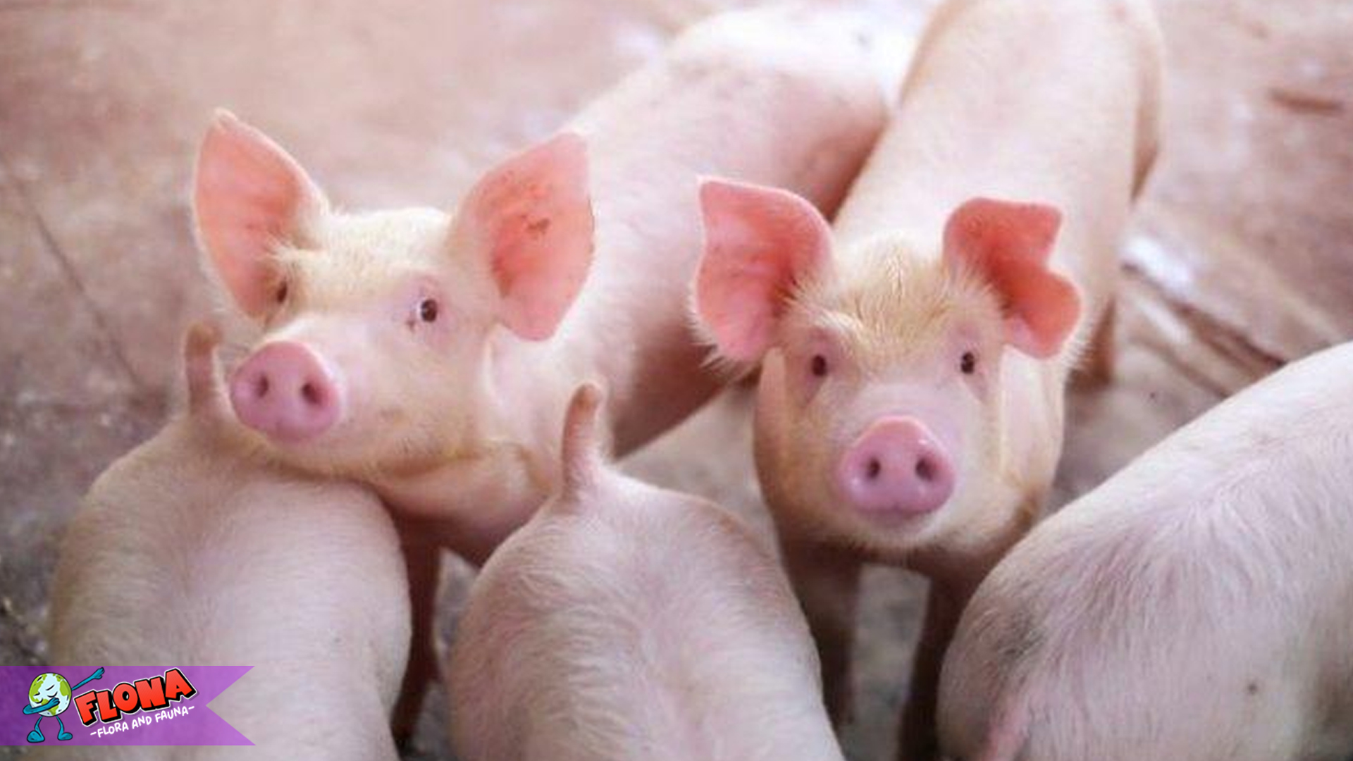 Babi dalam Budaya dan Tradisi: Makna yang Tersembunyi