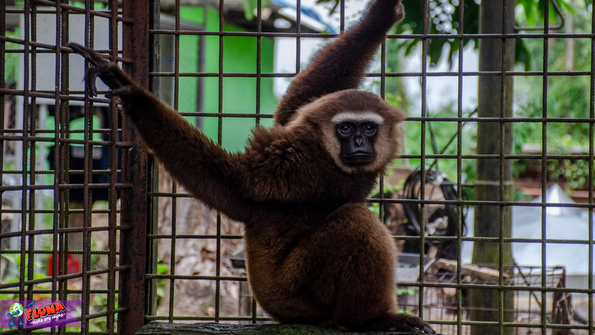 Owa Ungko: Primata dengan Suara Khas yang Memikat Hutan
