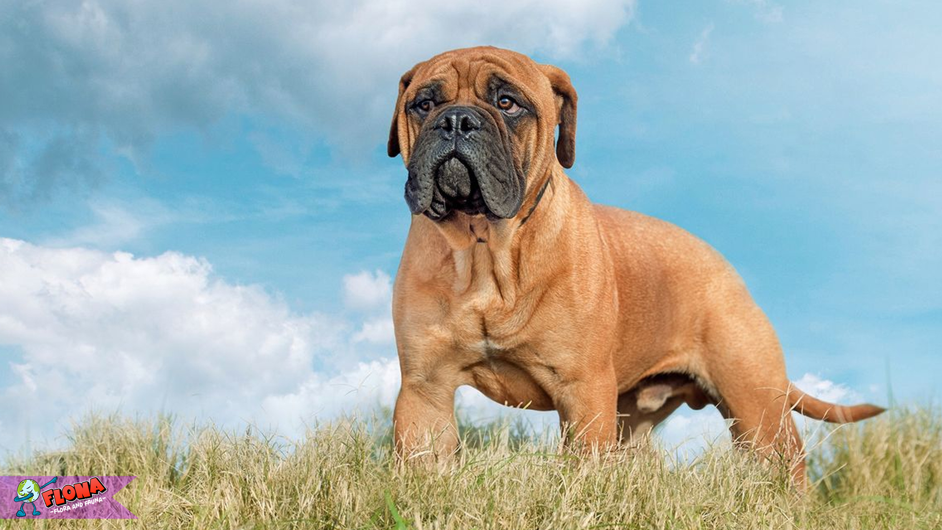 Bullmastiff: Si Gagah dengan Kepribadian yang Menawan