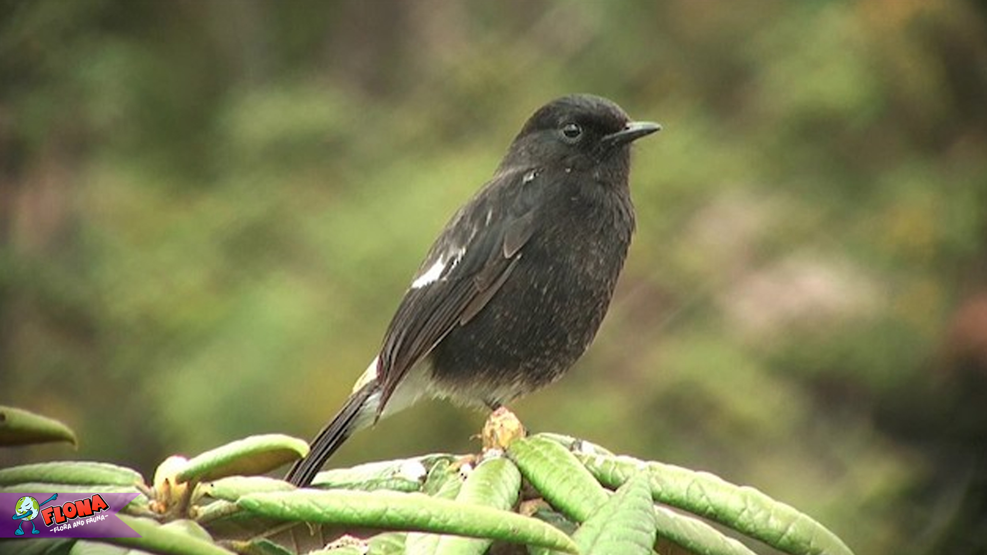 Decu Belang, Burung Kecil dengan Gaya Teritorial yang Menarik