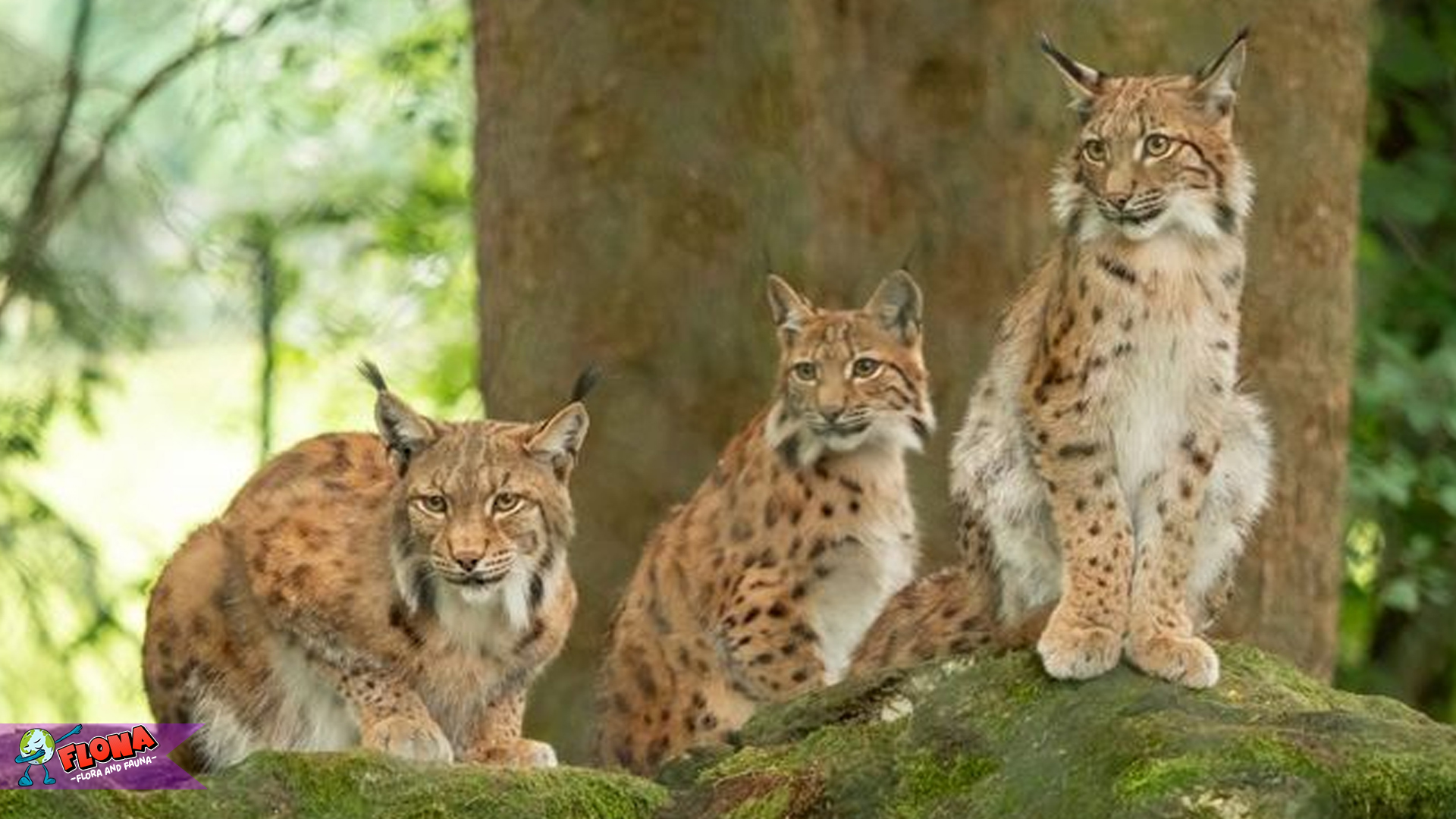 Mengenal Lynx Iberia: Spesies Kucing Liar yang Terancam Punah