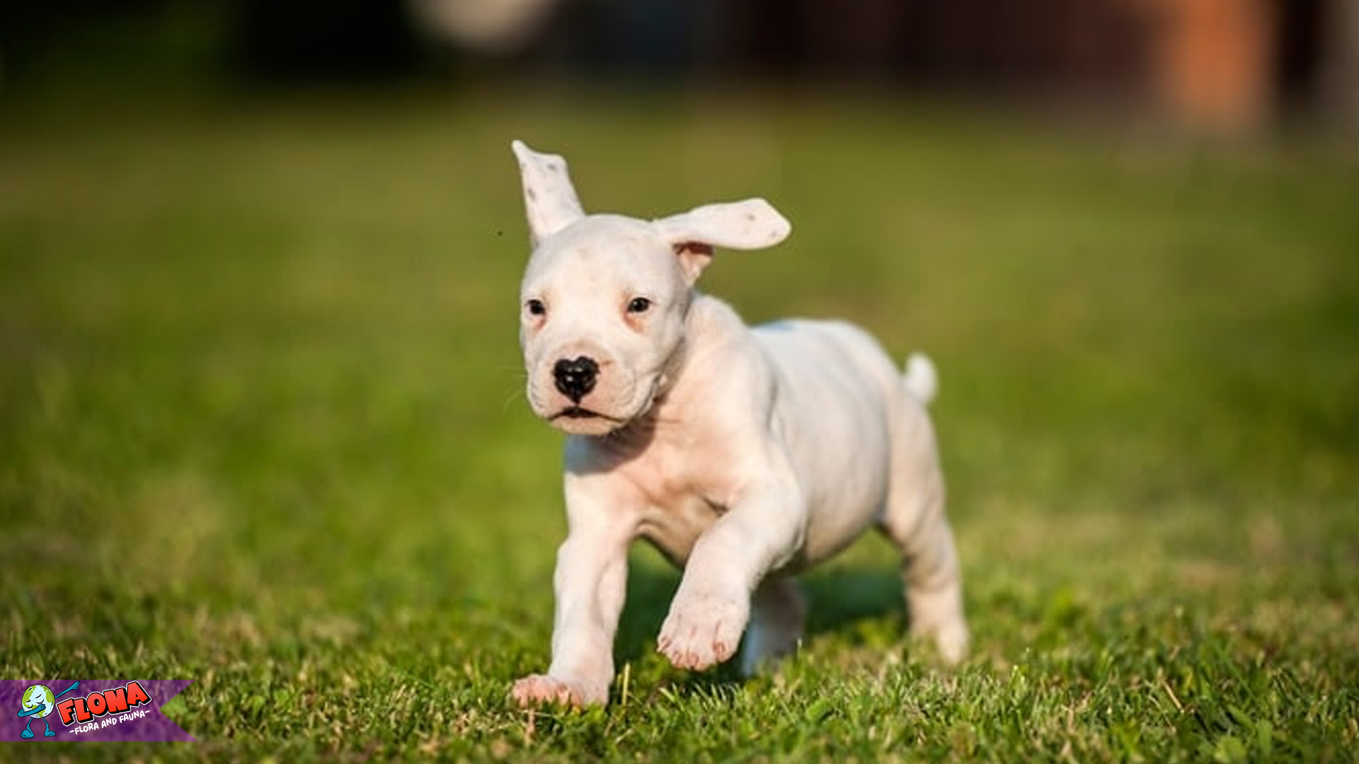Dogo Argentino: Kehebatan Anjing Pemburu yang Menawan Hati