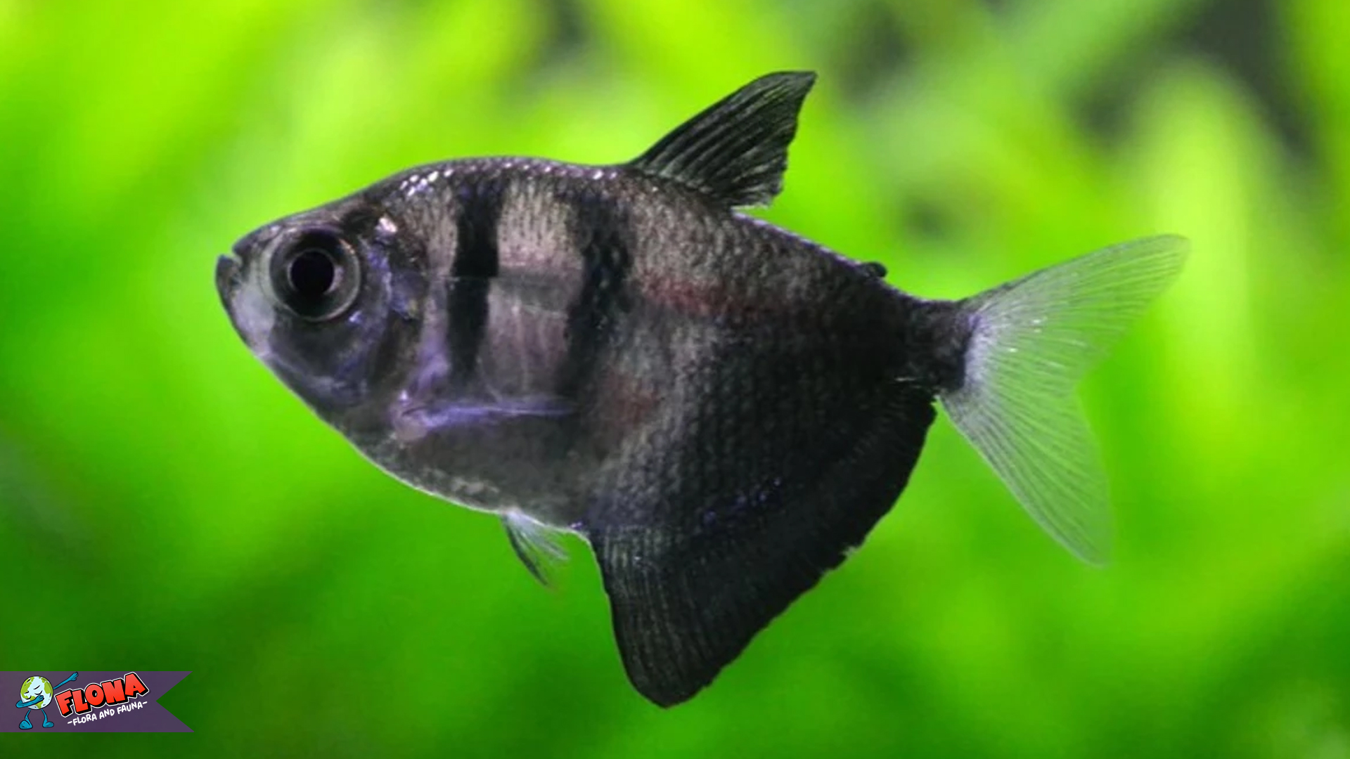 Kenali Keindahan Ikan Tetra Hitam dan Karakteristiknya