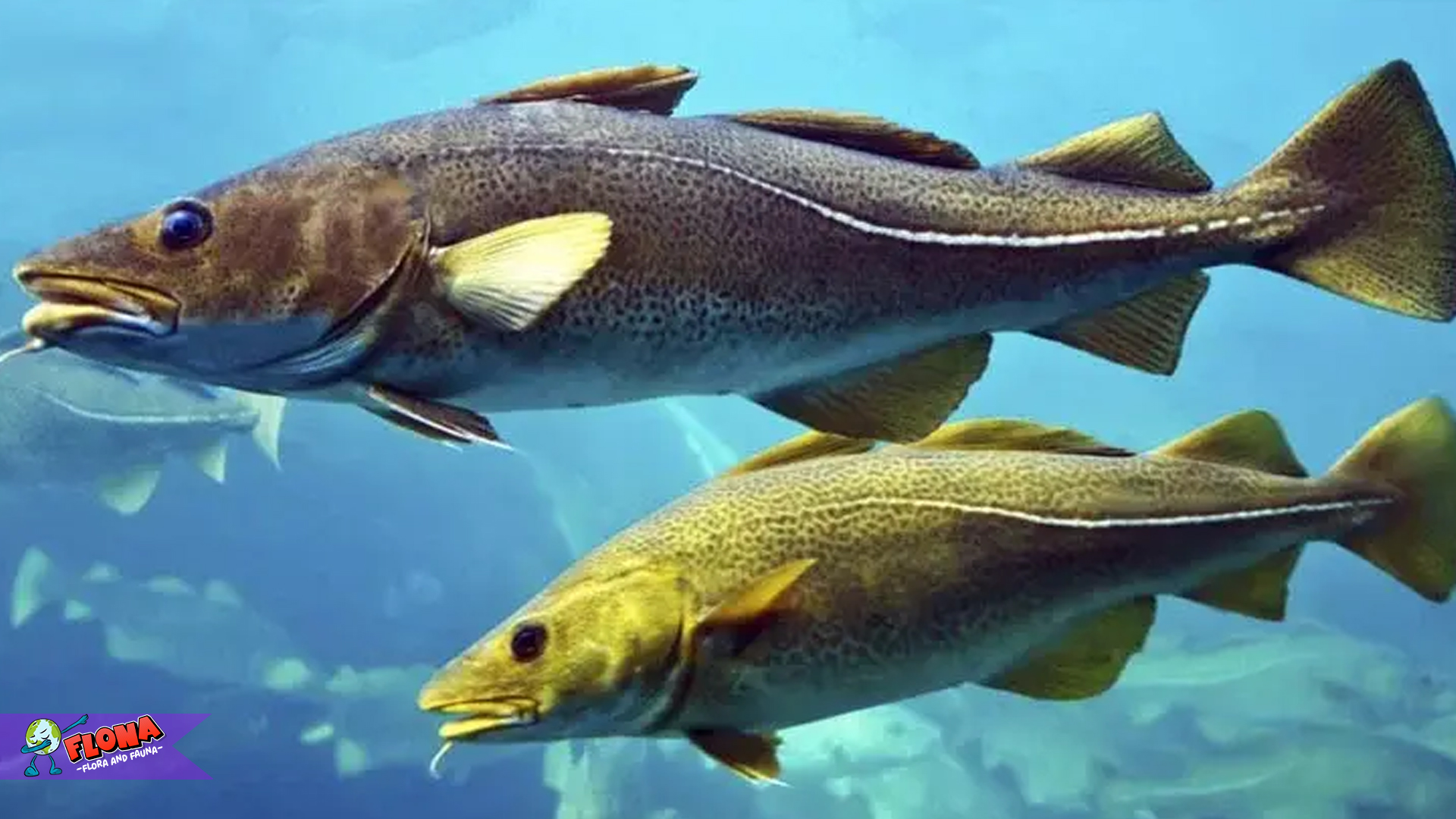 Mengenal Ikan Bakalau: Spesies Laut yang Penuh Misteri