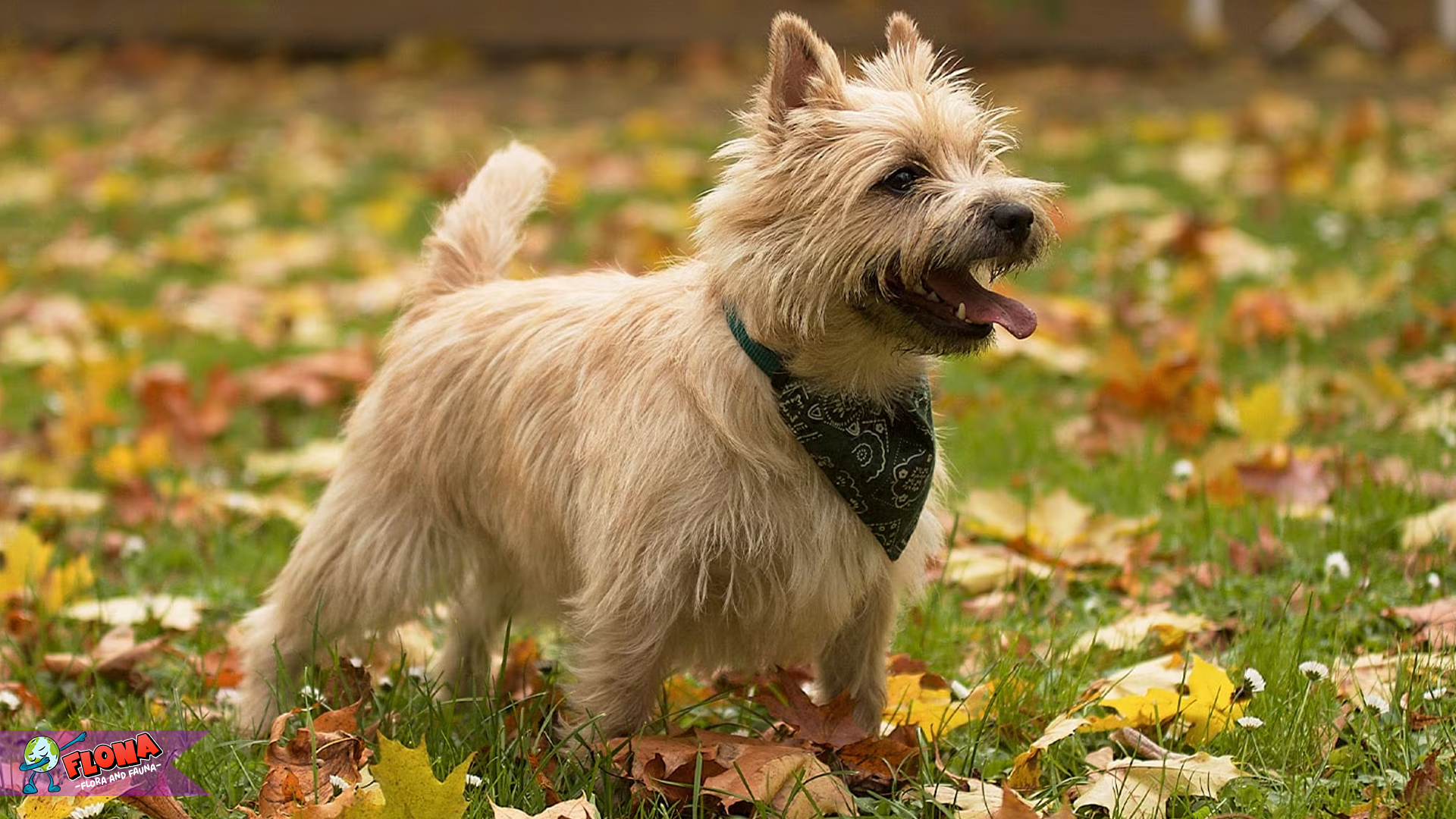Mengenal Cairn Terrier: Anjing Kecil dengan Kepribadian Besar