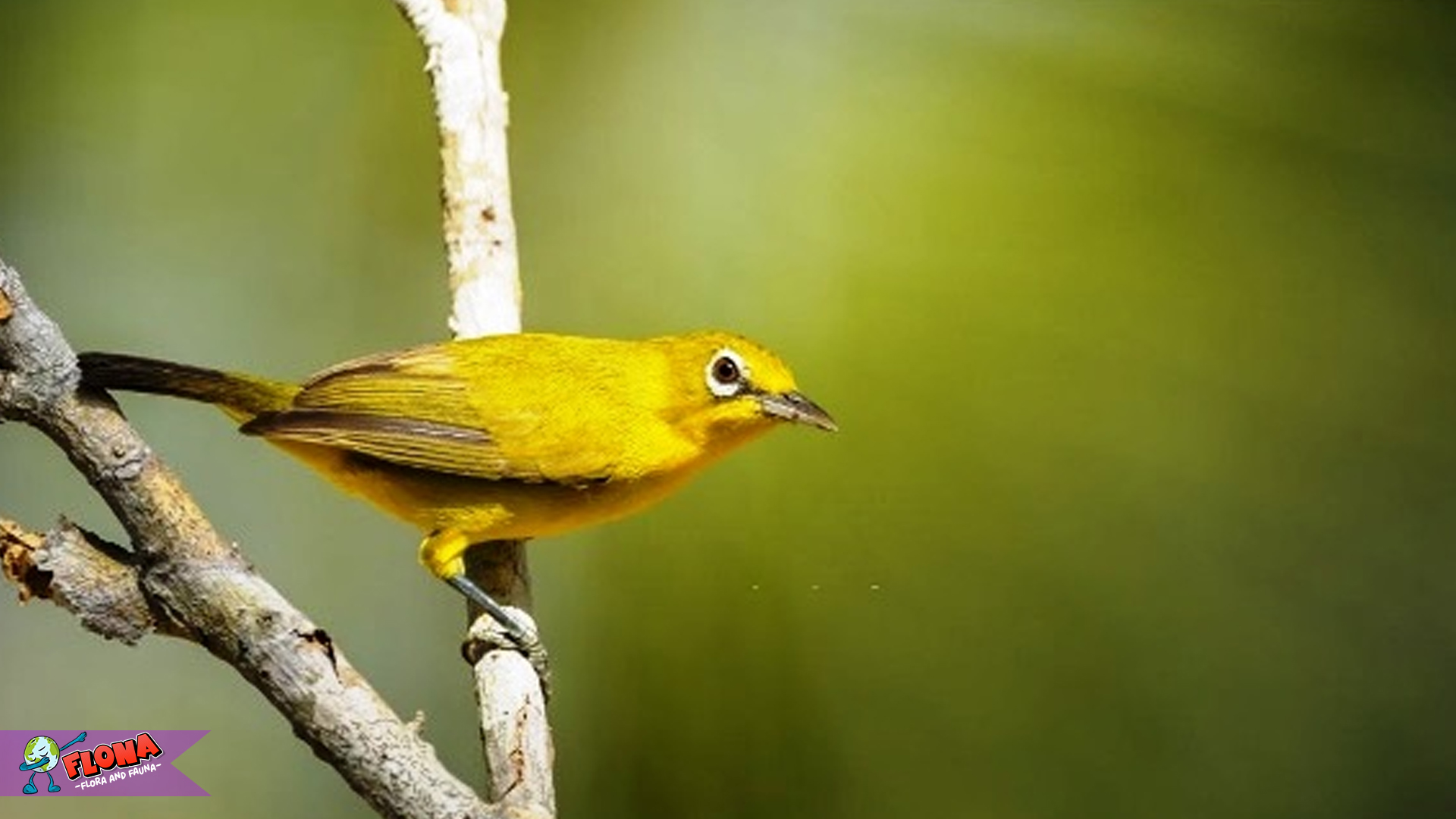 Burung Pleci: Si Kecil dengan Suara yang Mengagumkan