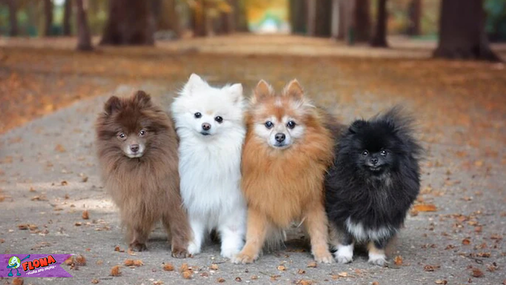 Fakta Unik tentang Pomeranian: Anjing Cantik dengan Ekor Liar