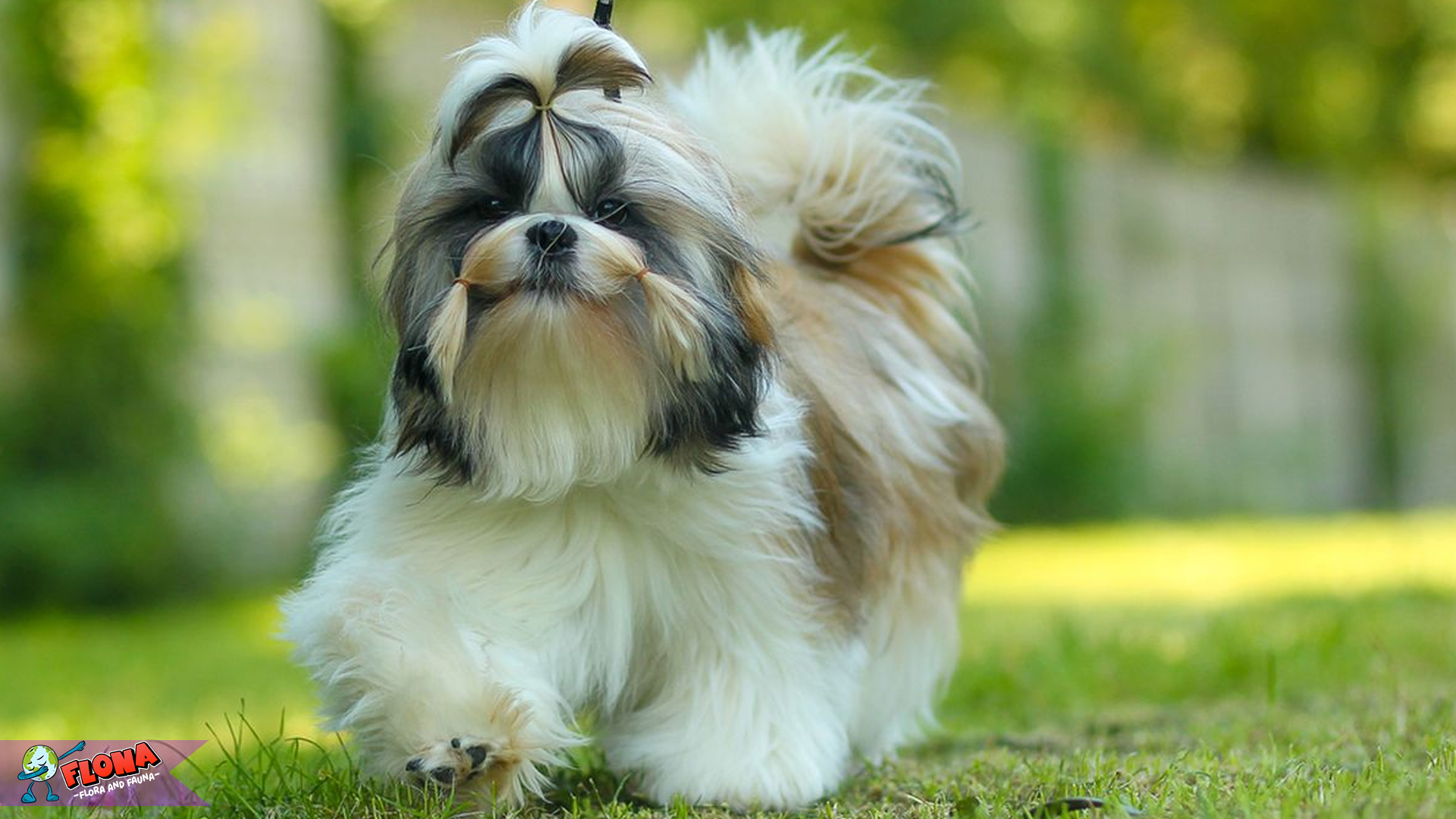 Shih-Tzu: Anjing Imut dengan Kepribadian yang Menggemaskan