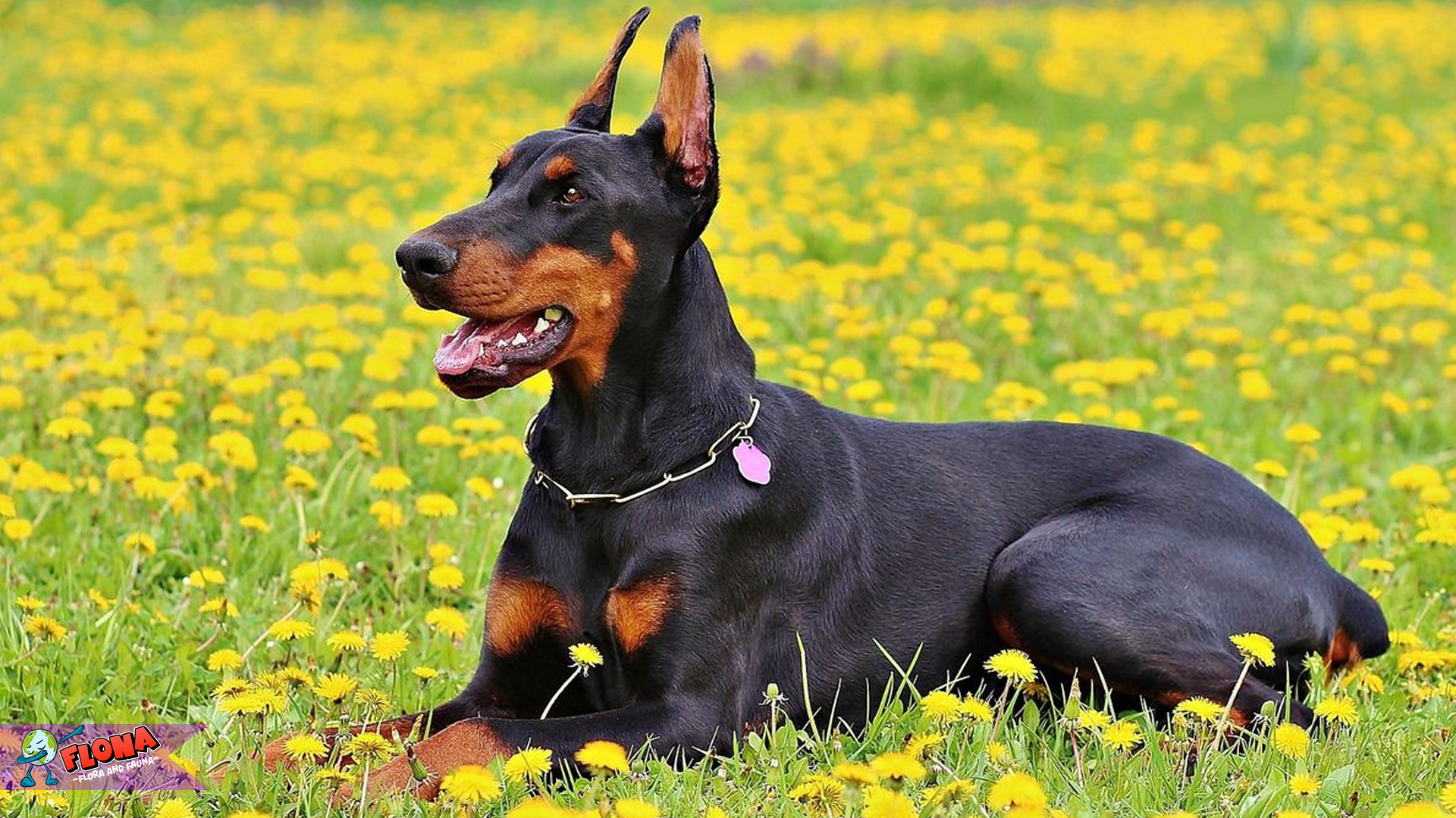 Anjing Doberman: Kecerdasan dan Keamanan dalam Satu Sosok