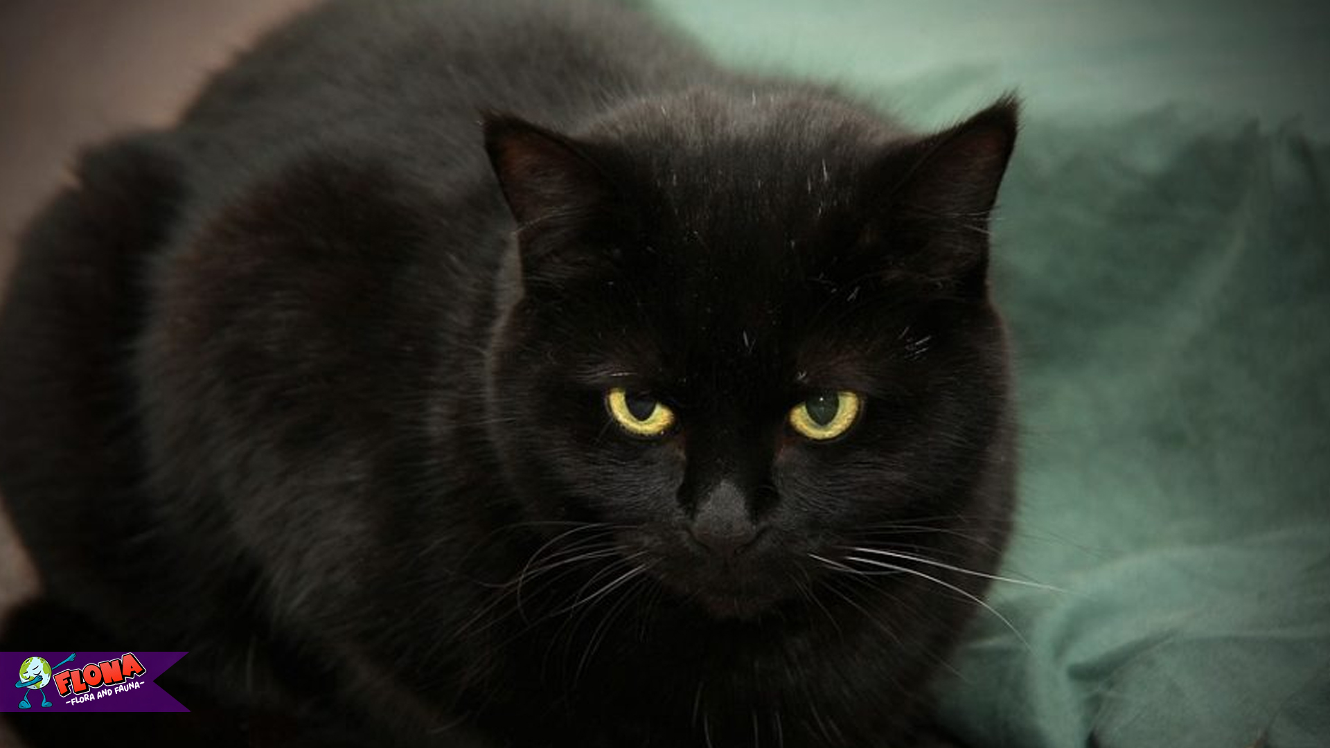 Mengenal Kucing Bombay: Keindahan dan Karakteristik Uniknya