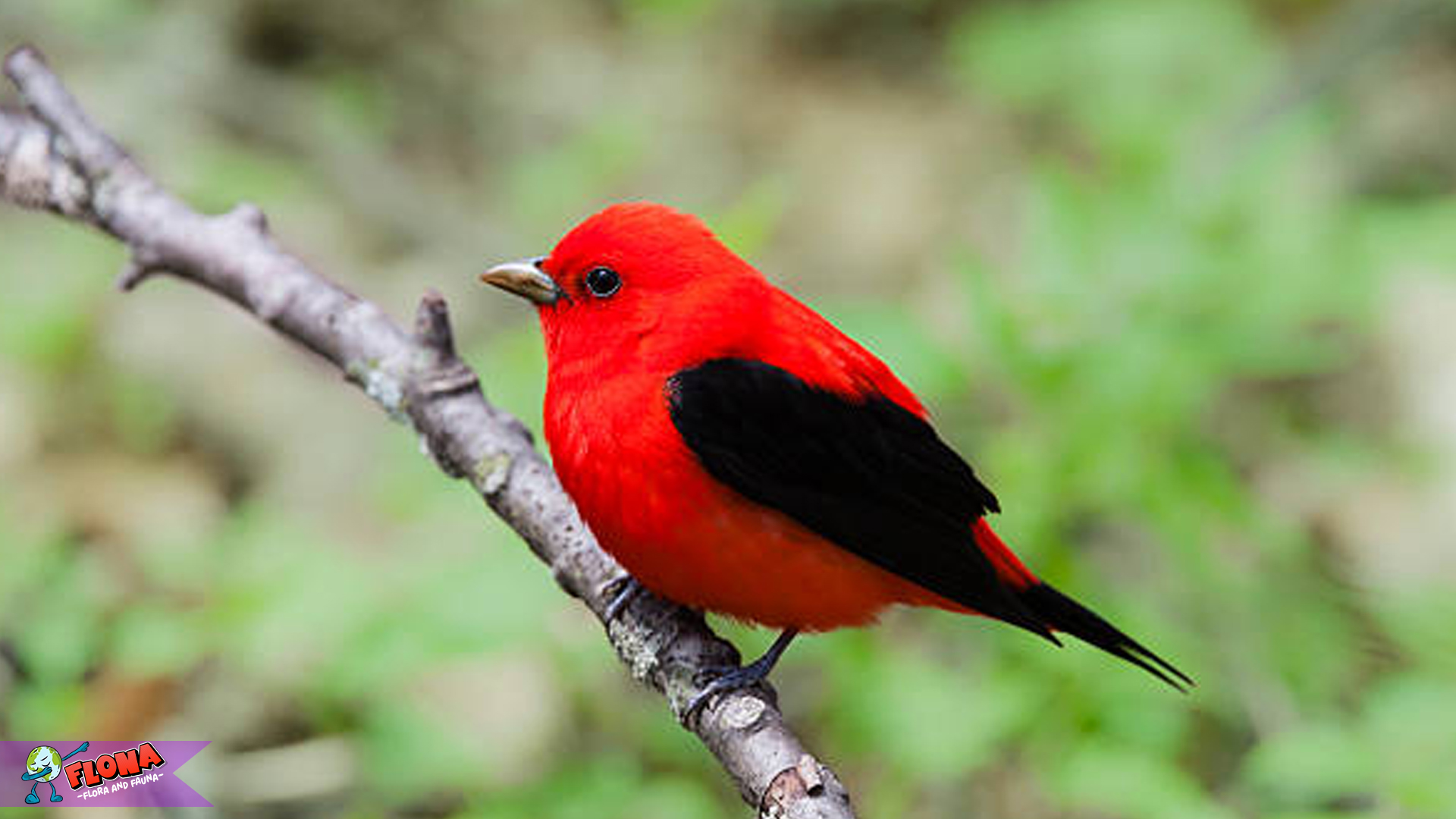 Pesona Burung Scarlet Tanager: Salah Satu Keajaiban Dunia Avian