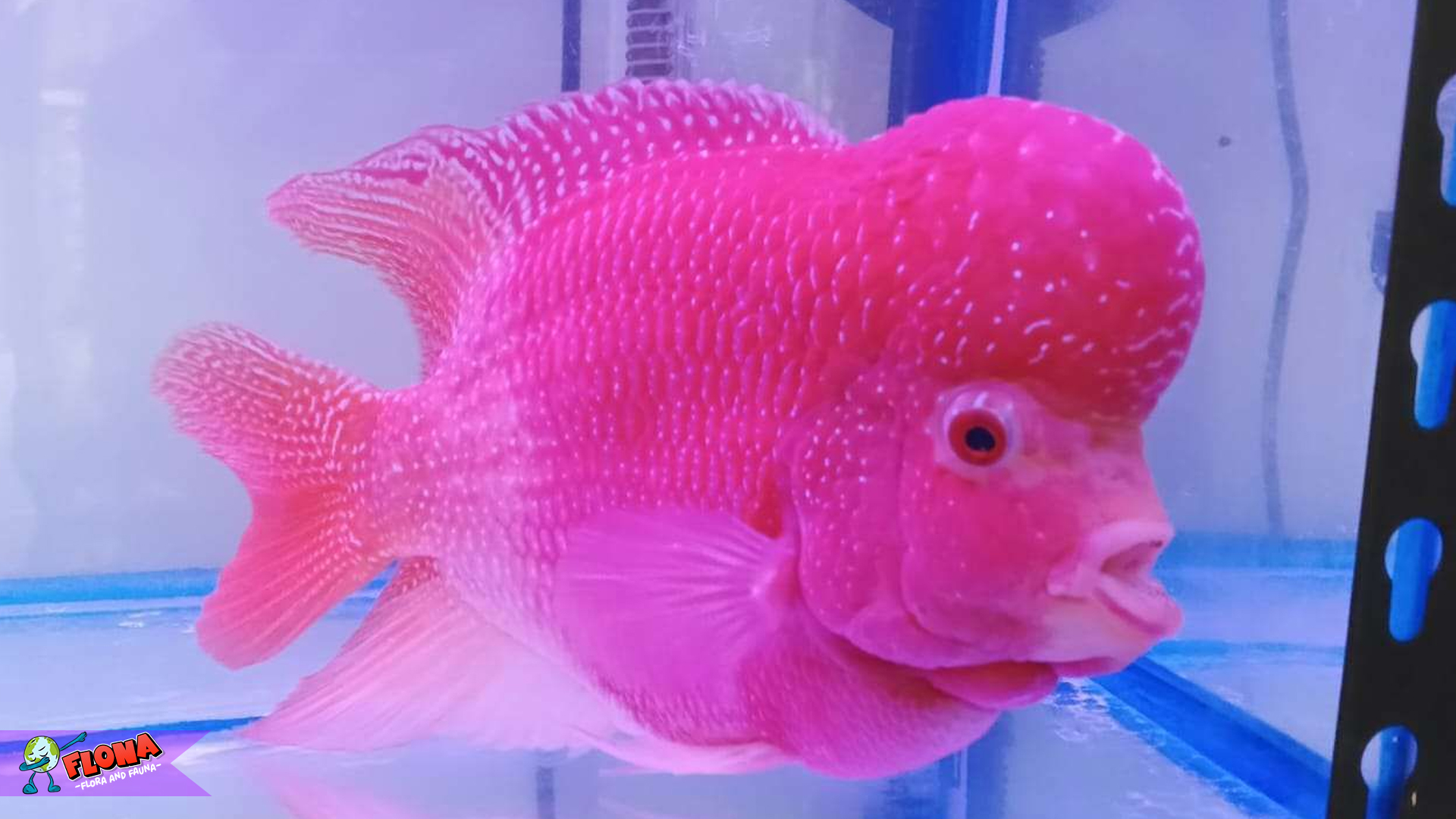 Apa Itu Ikan Louhan? Kenali Karakteristik dan Keistimewaannya