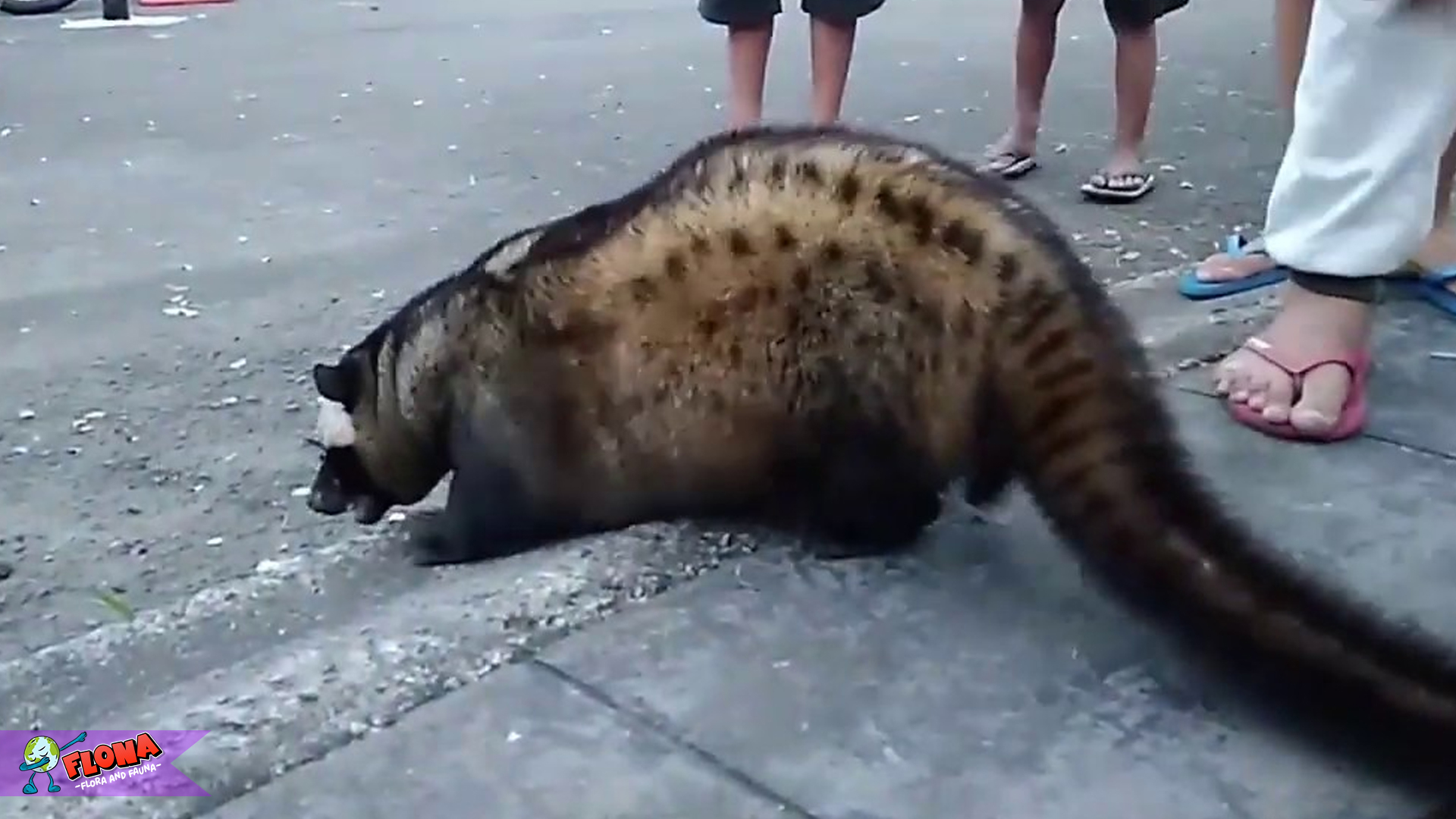 Mengenal Musang Bulan: Satwa Misterius yang Memikat Hati