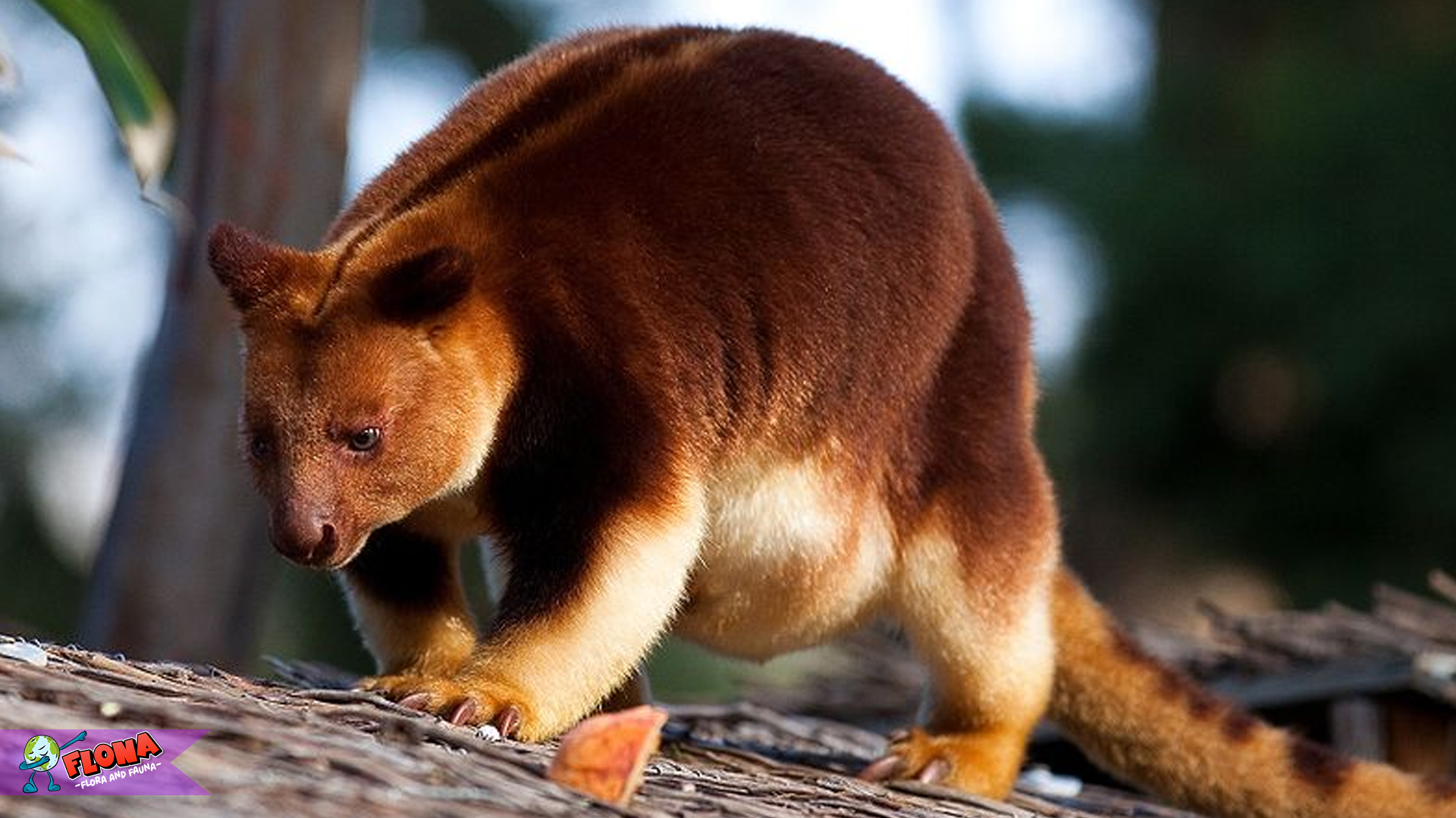 Kanguru Pohon Goodfellow: Eksplorasi Spesies Endemik Papua
