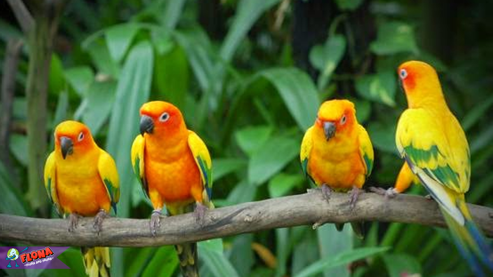 Betet Rumput: Keindahan Alam yang Tersembunyi di Dunia Burung
