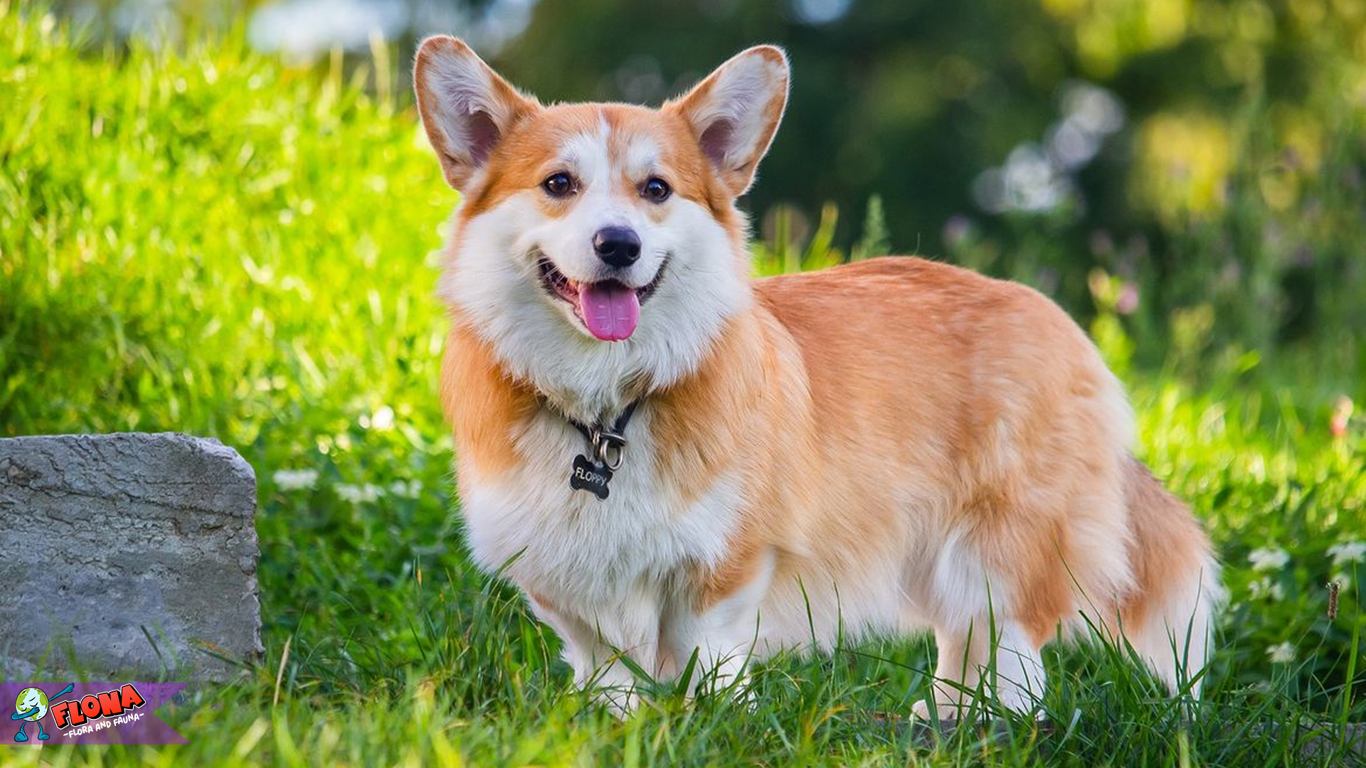 Pembroke Welsh Corgi: Anjing Kecil dengan Kepribadian Besar