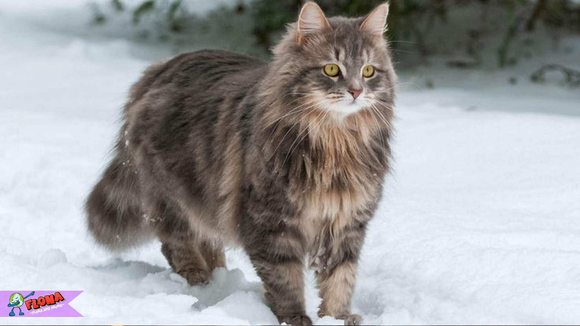 Menelusuri Kepribadian dan Penampilan Kucing Ragamuffin