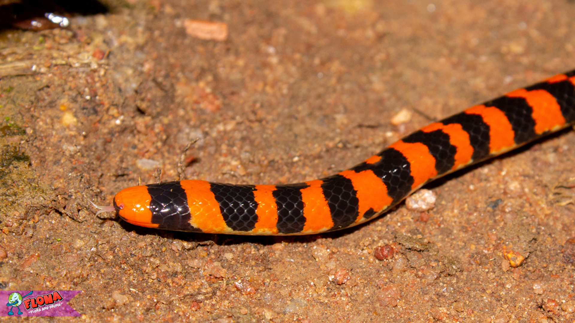 Fakta Menarik tentang Ular Aniliidae yang Perlu Anda Ketahui