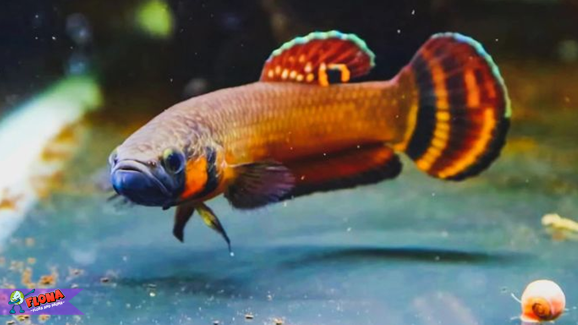 Betta Macrostoma: Ikan Betta Langka dan Memesona Indah