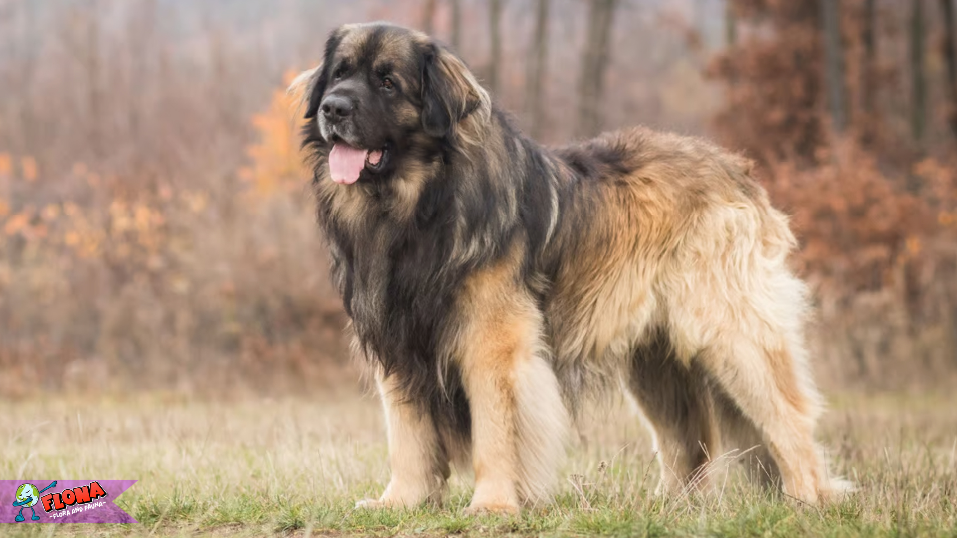 Leonberger: Anjing Raksasa yang Penuh Kasih dan Loyalitas