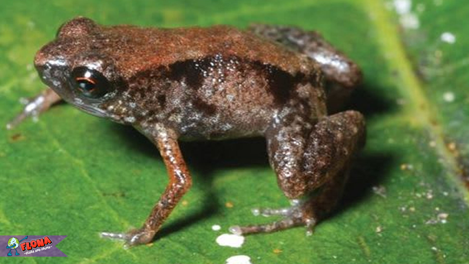 Mikrofauna Alam Kecil: Keistimewaan Katak Paedophryne