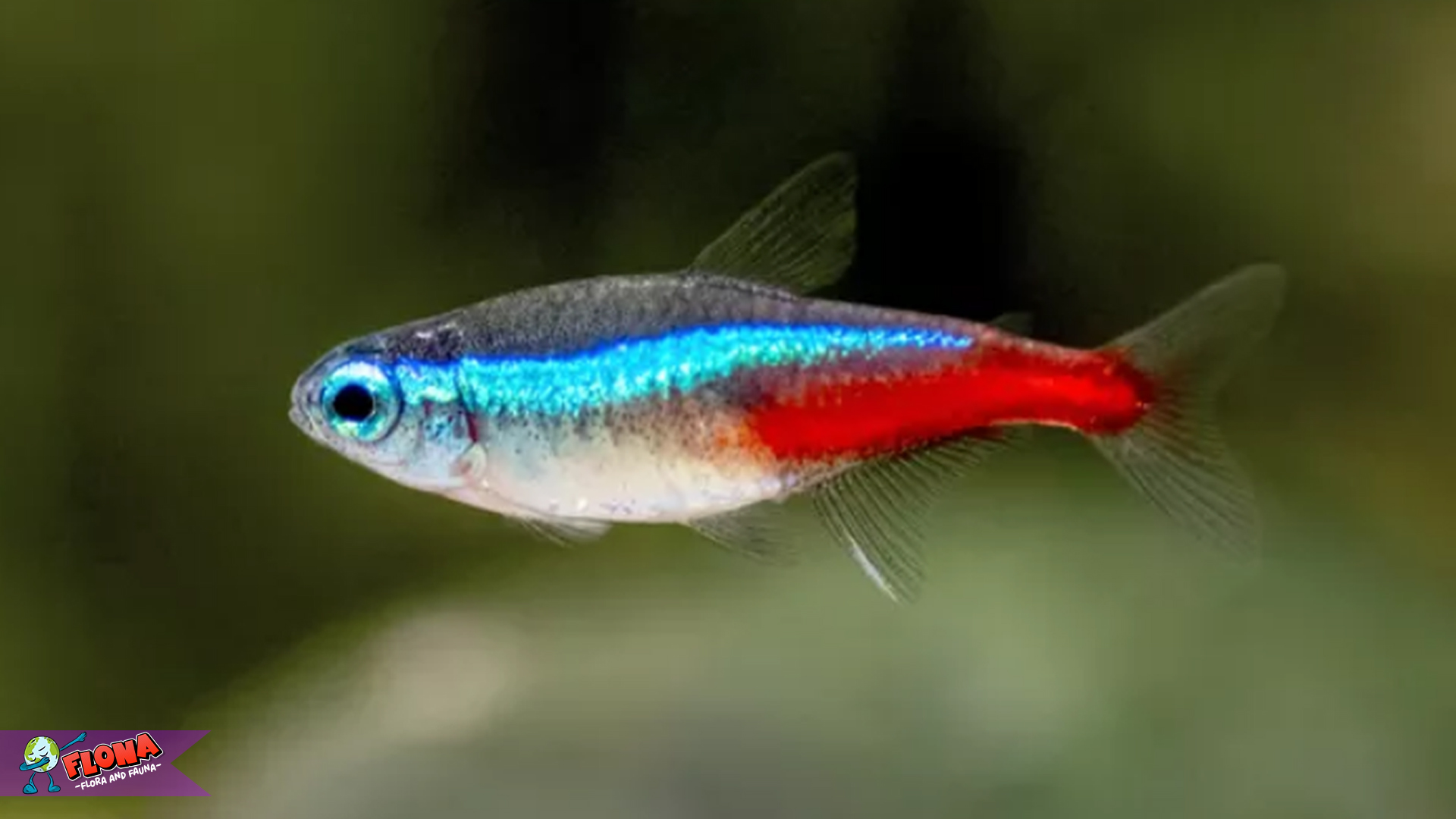 Ikan Neon Tetra: Si Cantik yang Menjadi Primadona Akuarium Duni