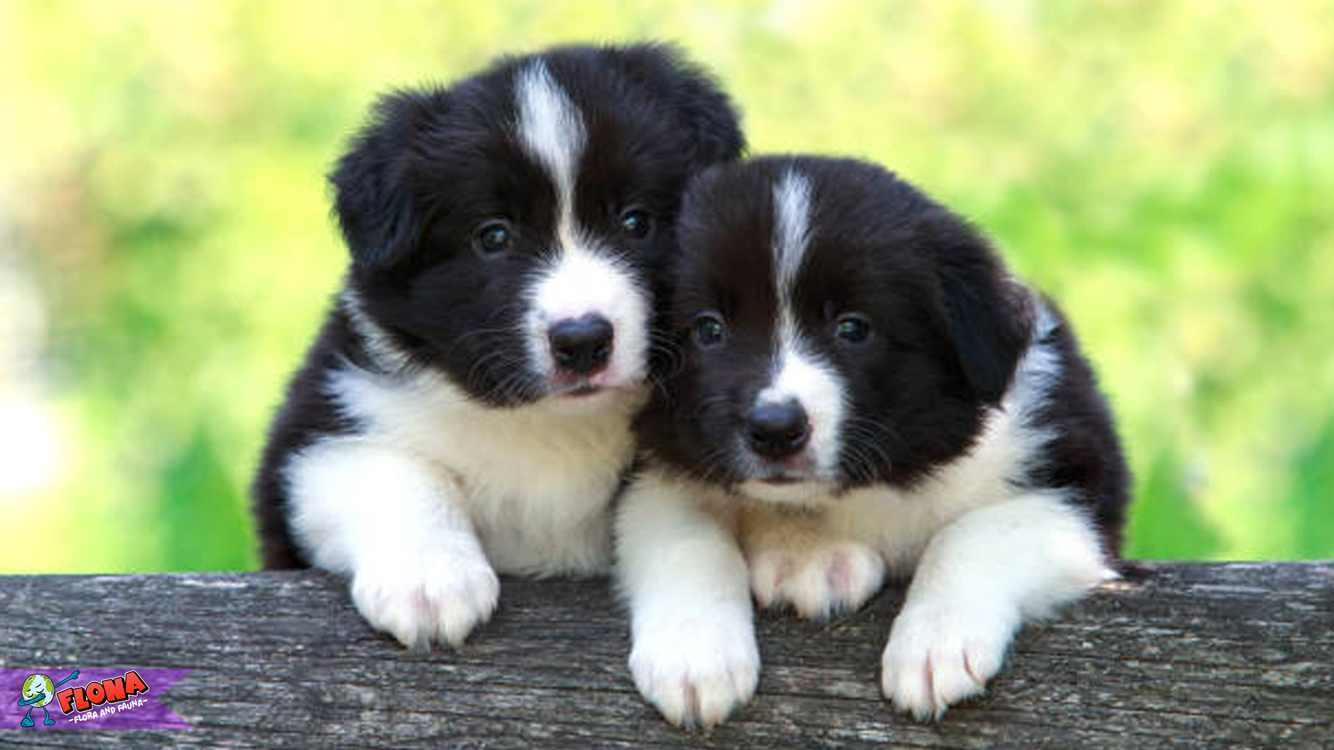 Mengenal Lebih Dekat Border Collie: Anjing Paling Cerdas