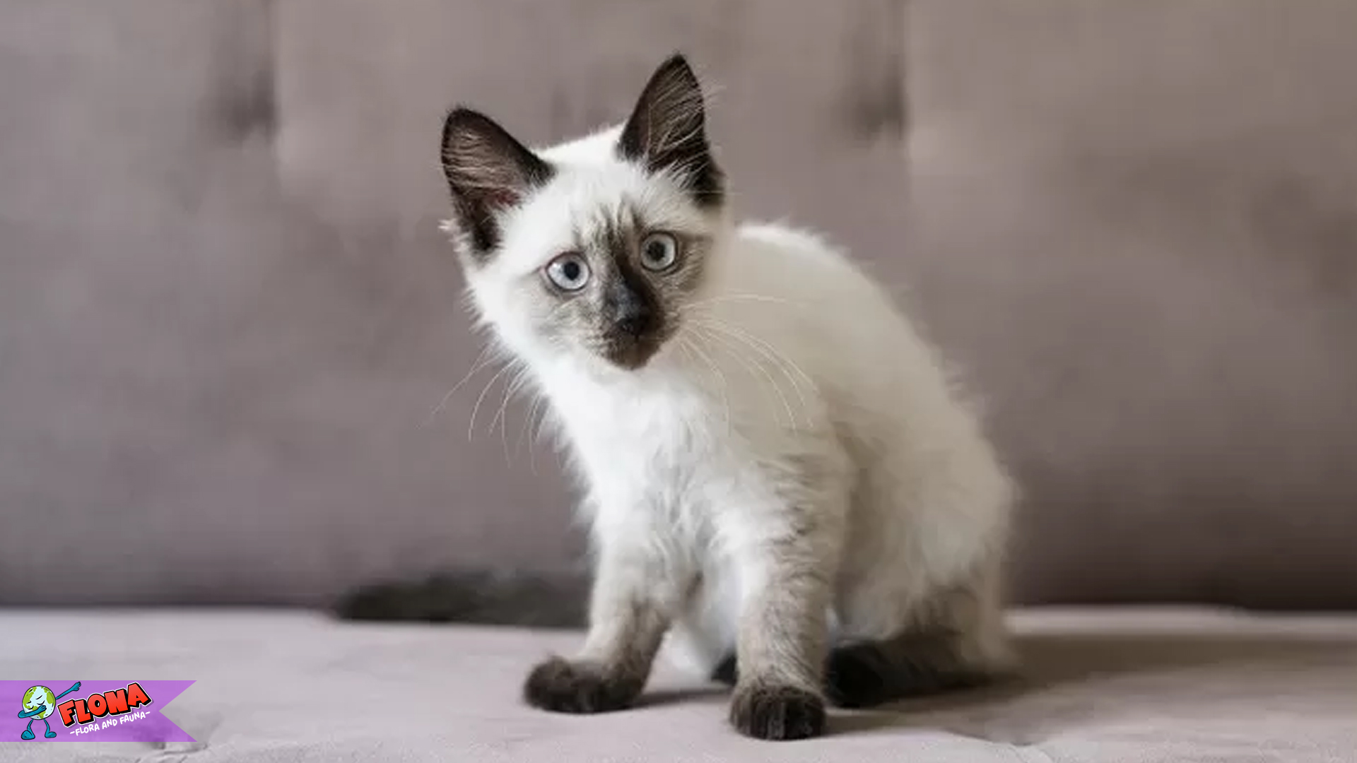 Kucing Bali: Menyelami Keistimewaan Ras Kucing yang Menawan