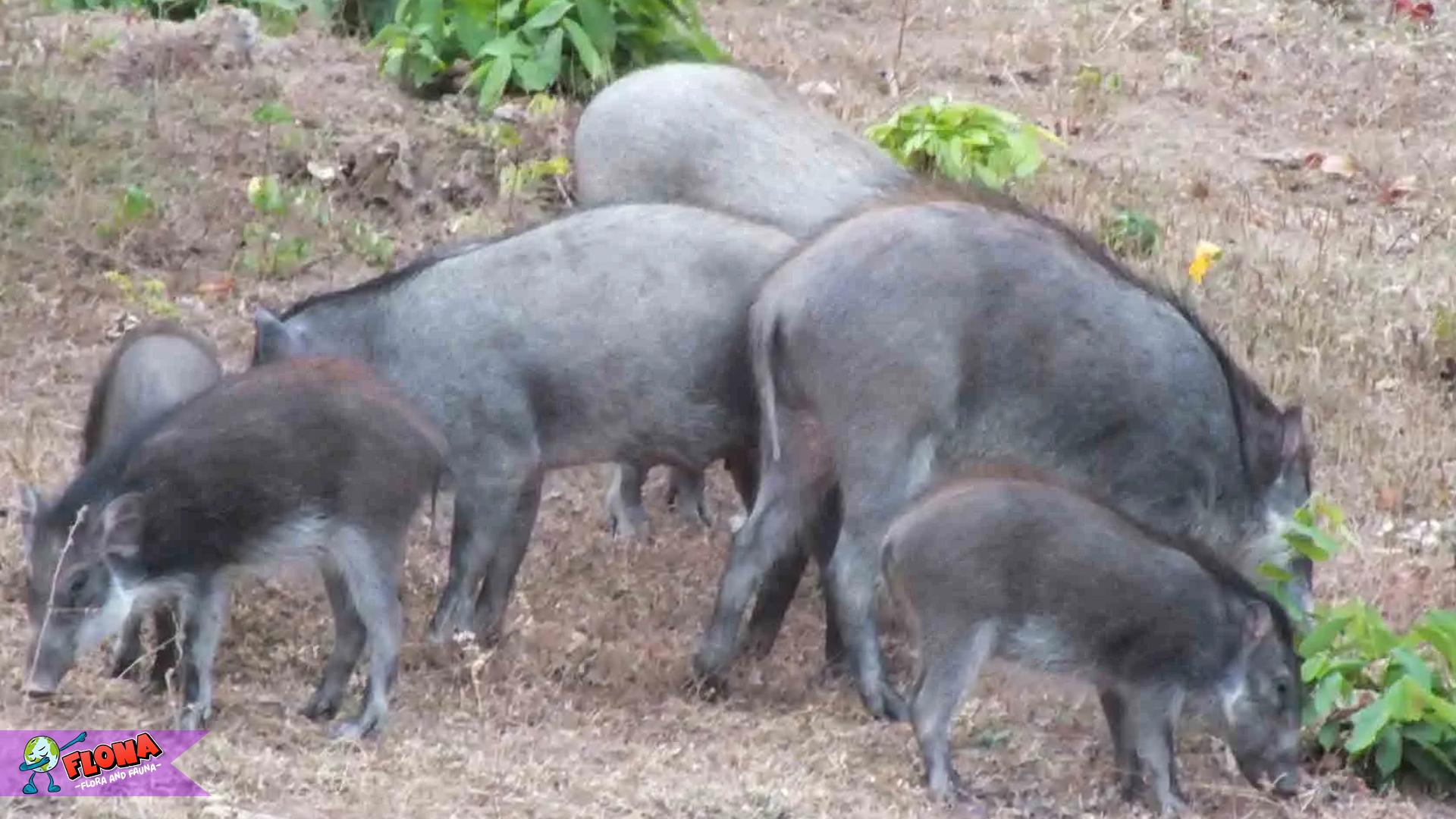 Babi Kutil: Misteri dan Fakta Menarik di Balik Tubuh Berbintik