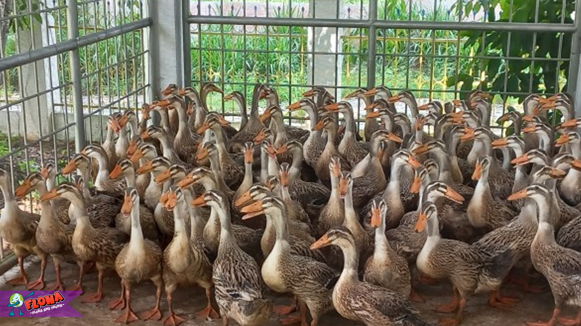 Mengenal Ciri Fisik dan Karakteristik Itik Alabio yang Unik