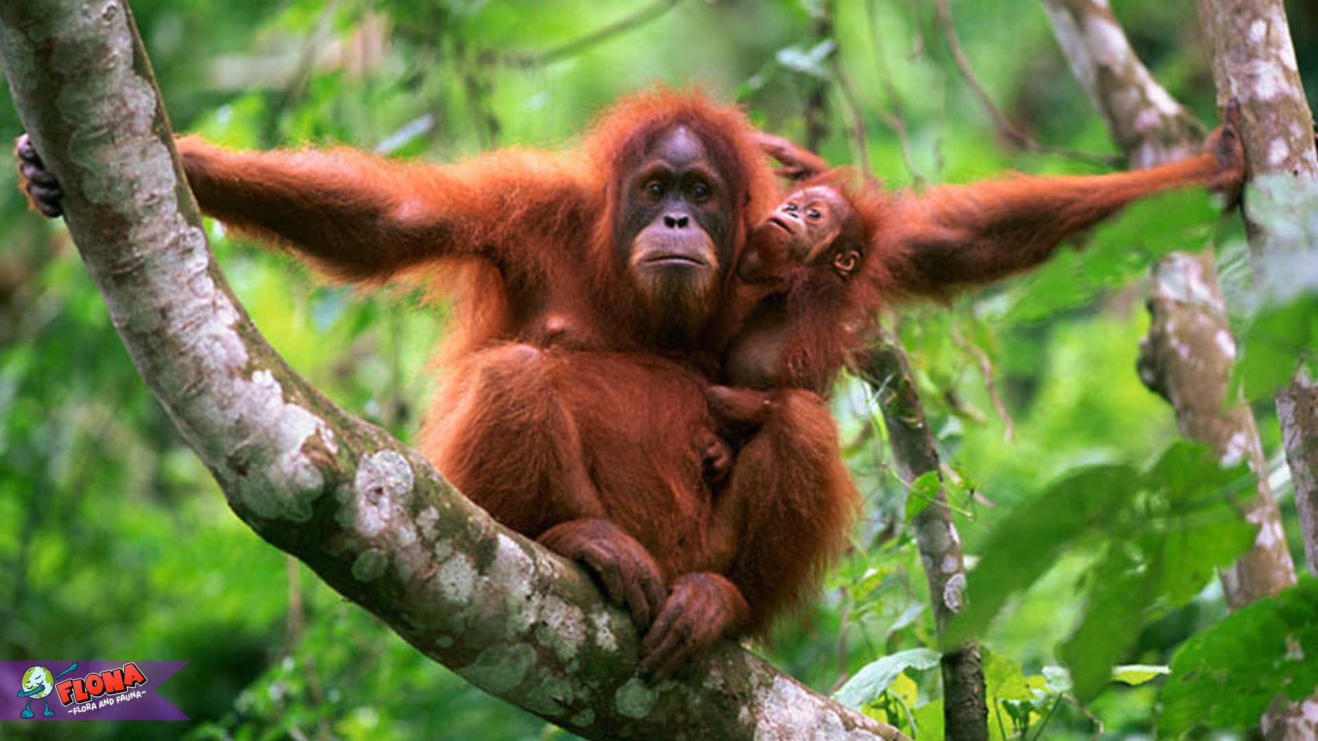 Mengenal Orangutan Tapanuli, Spesies Paling Langka di Dunia