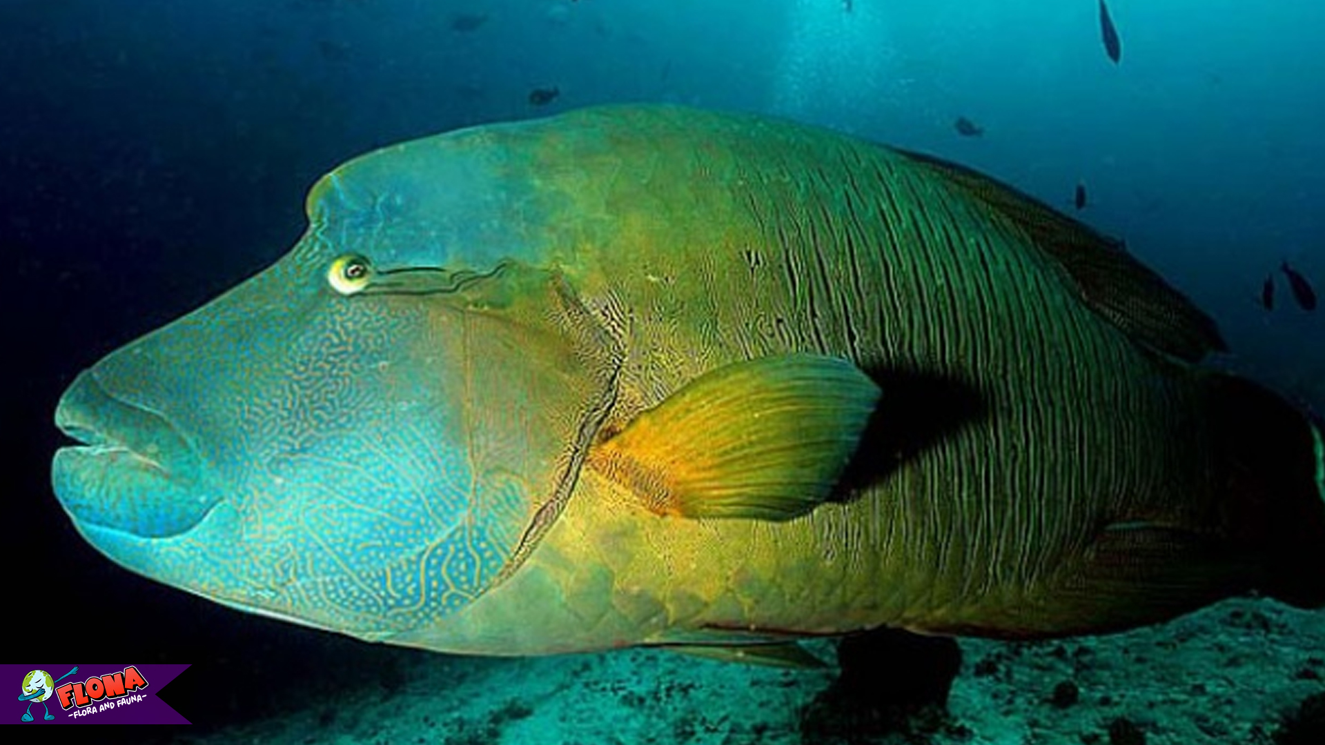 Keunikan dan Habitat Ikan Napoleon yang Menakjubkan