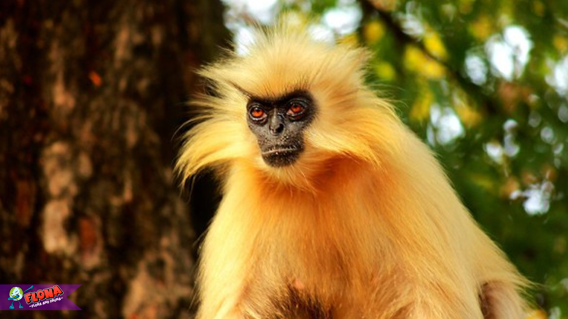 Mengenal Langur Emas, Harta Karun Hutan yang Langka