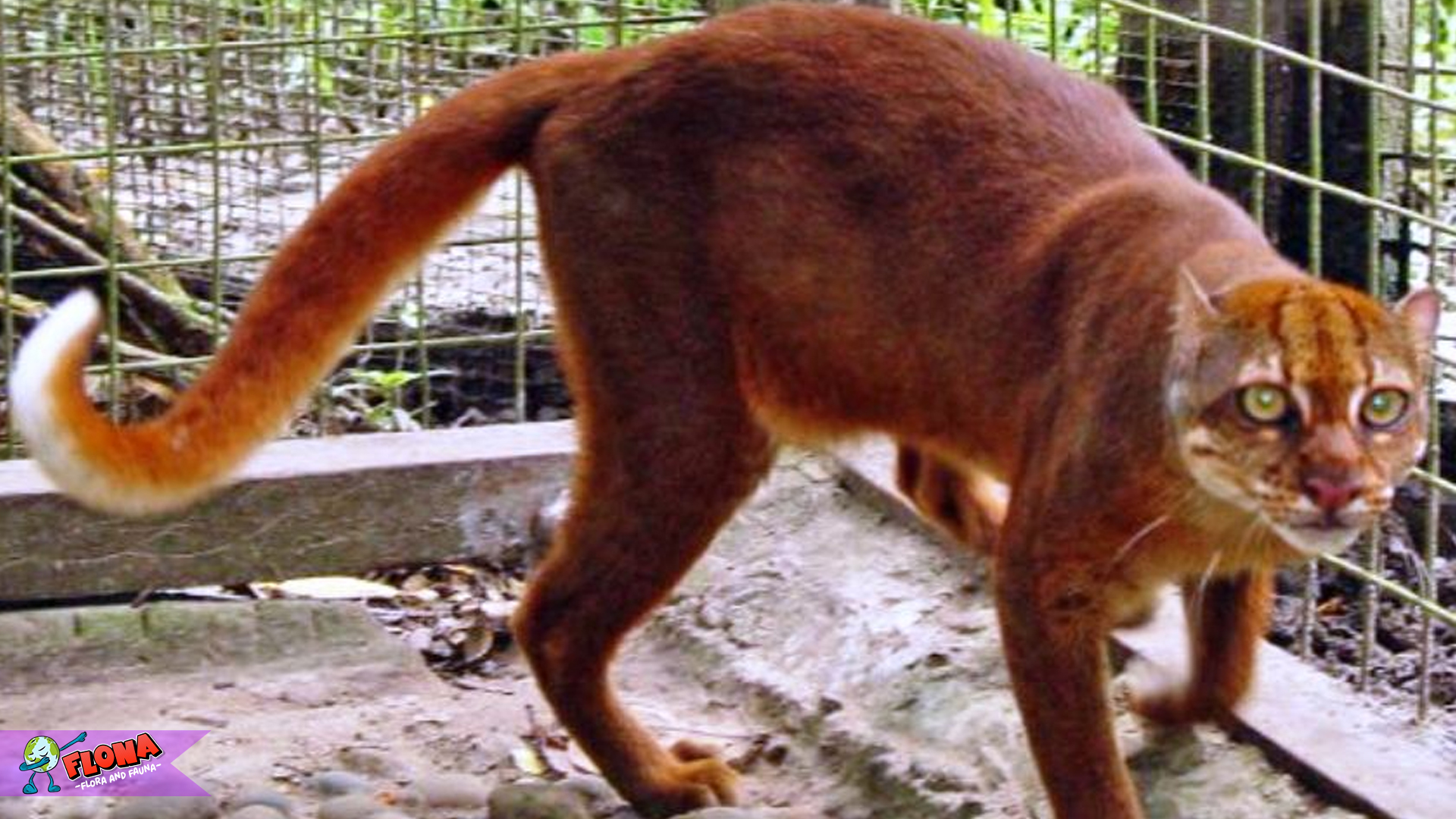 Kucing Merah Kalimantan, Keindahan Alam yang Jarang Terungkap