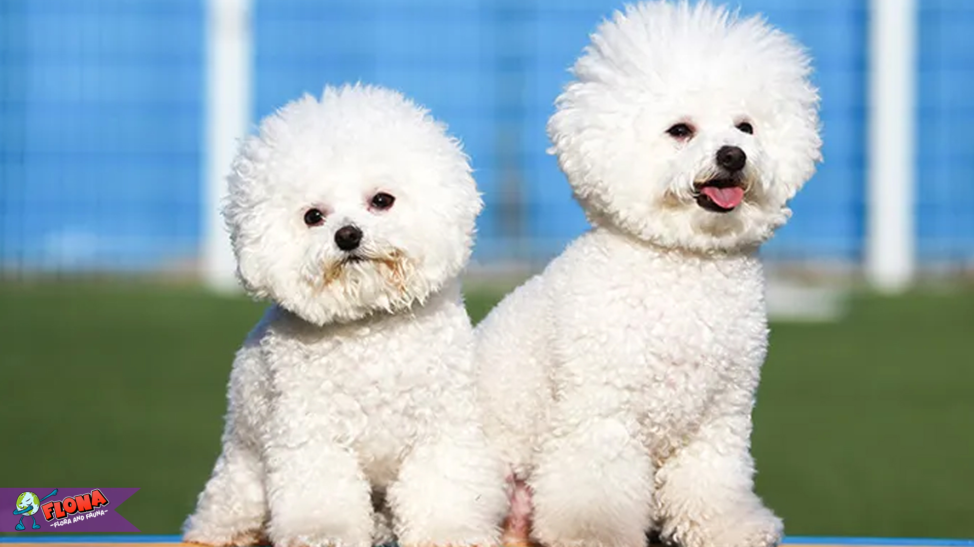 Bichon Frisé, Si Anjing Mini dengan Energi Super Ceria