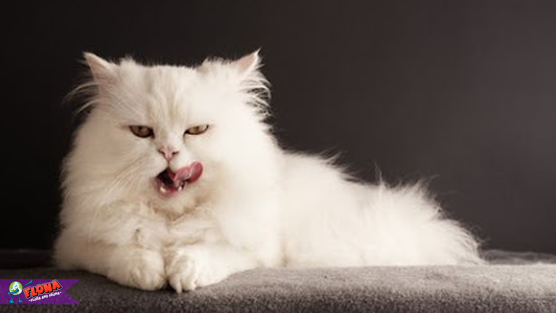 Keindahan dan Karakteristik Kucing Persia yang Memikat Dunia