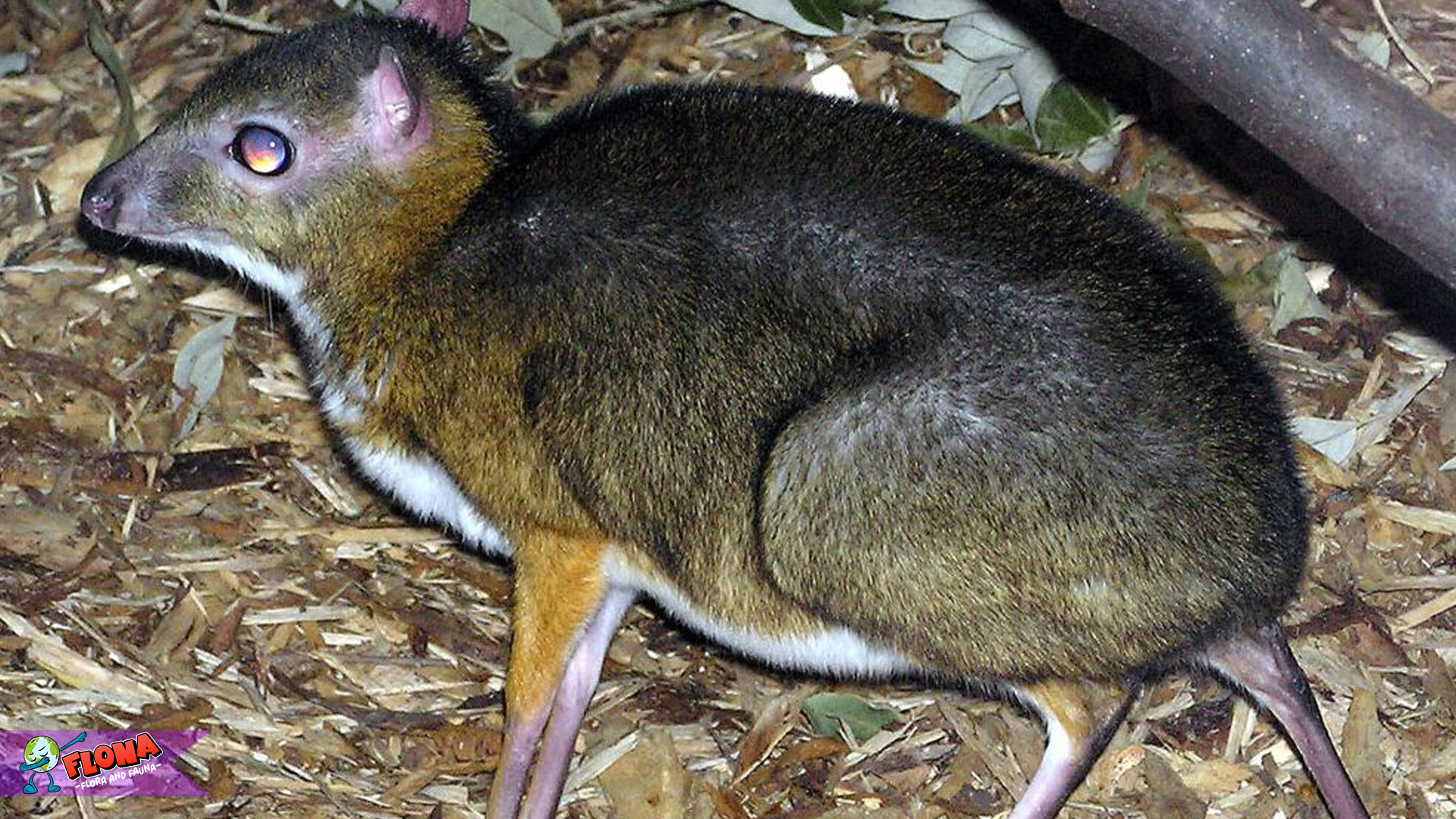 Pelanduk Jawa: Spesies Langka yang Terancam Punahnya